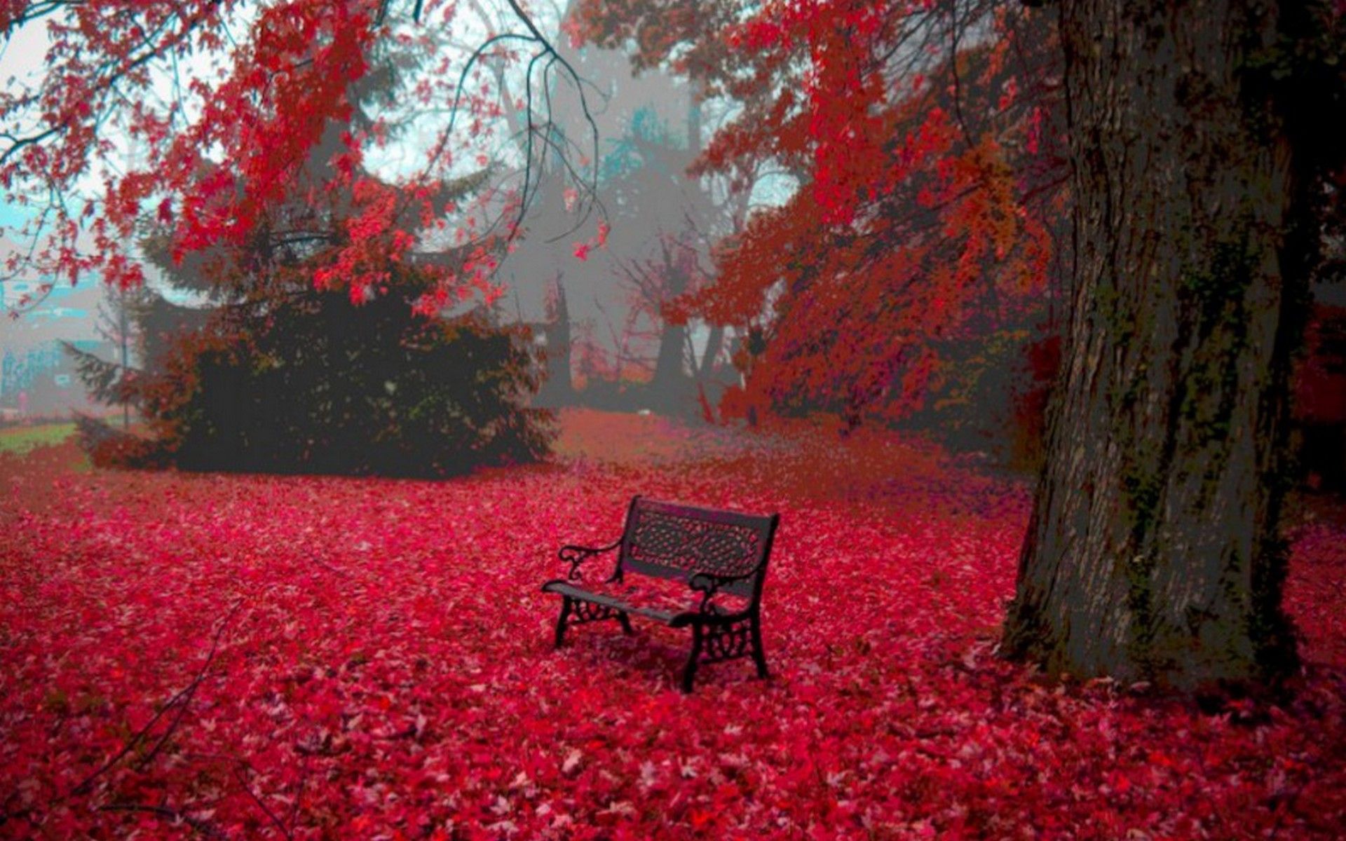 Background, autumn, wallpaper, serene, tree, sea, surrounded, carpet, bench, blood, leaves, red