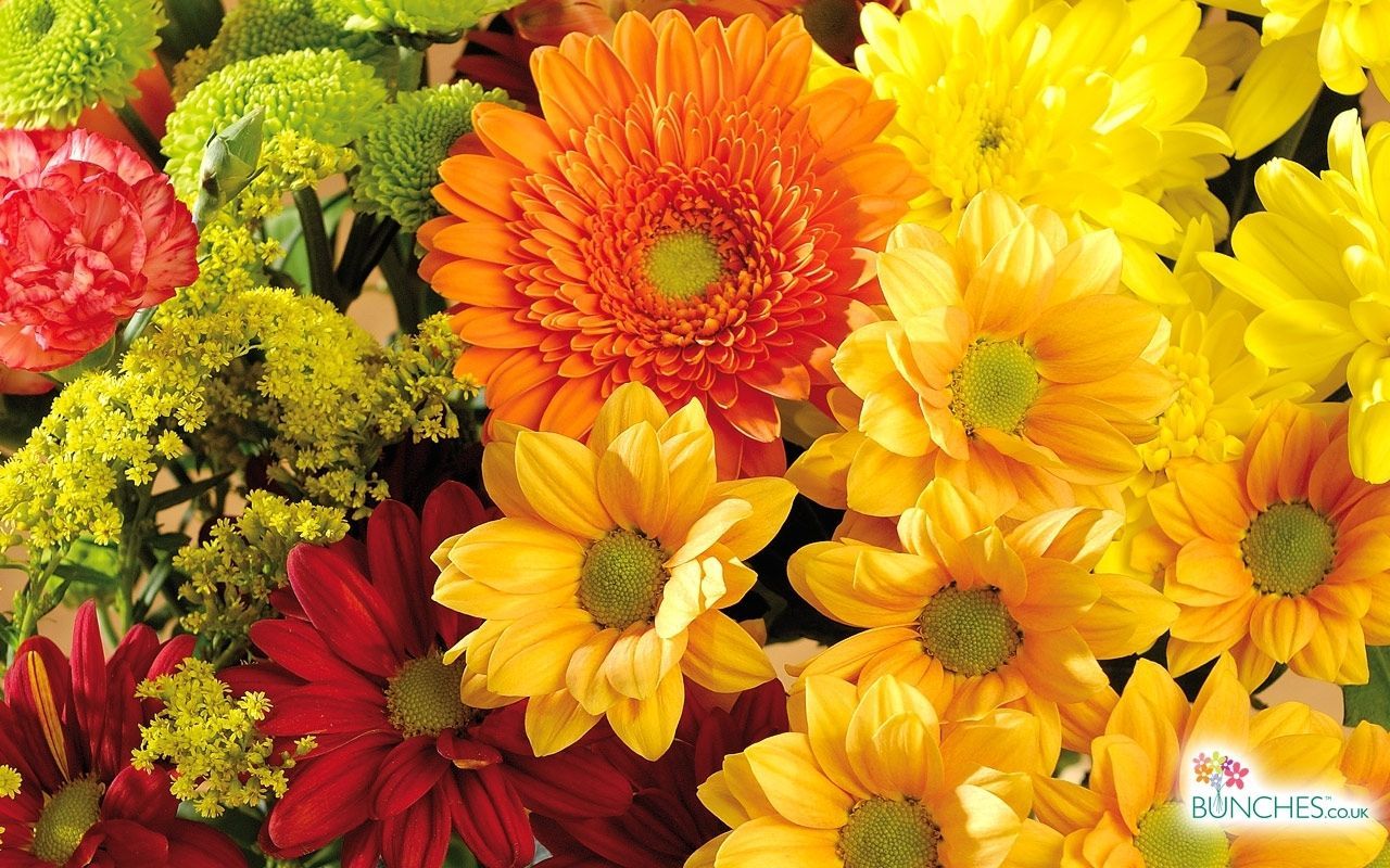 New Fall Flowers Desktop Background FULL HD 1080p For PC Background. Fall flowers, Flower wallpaper, Wallpaper background