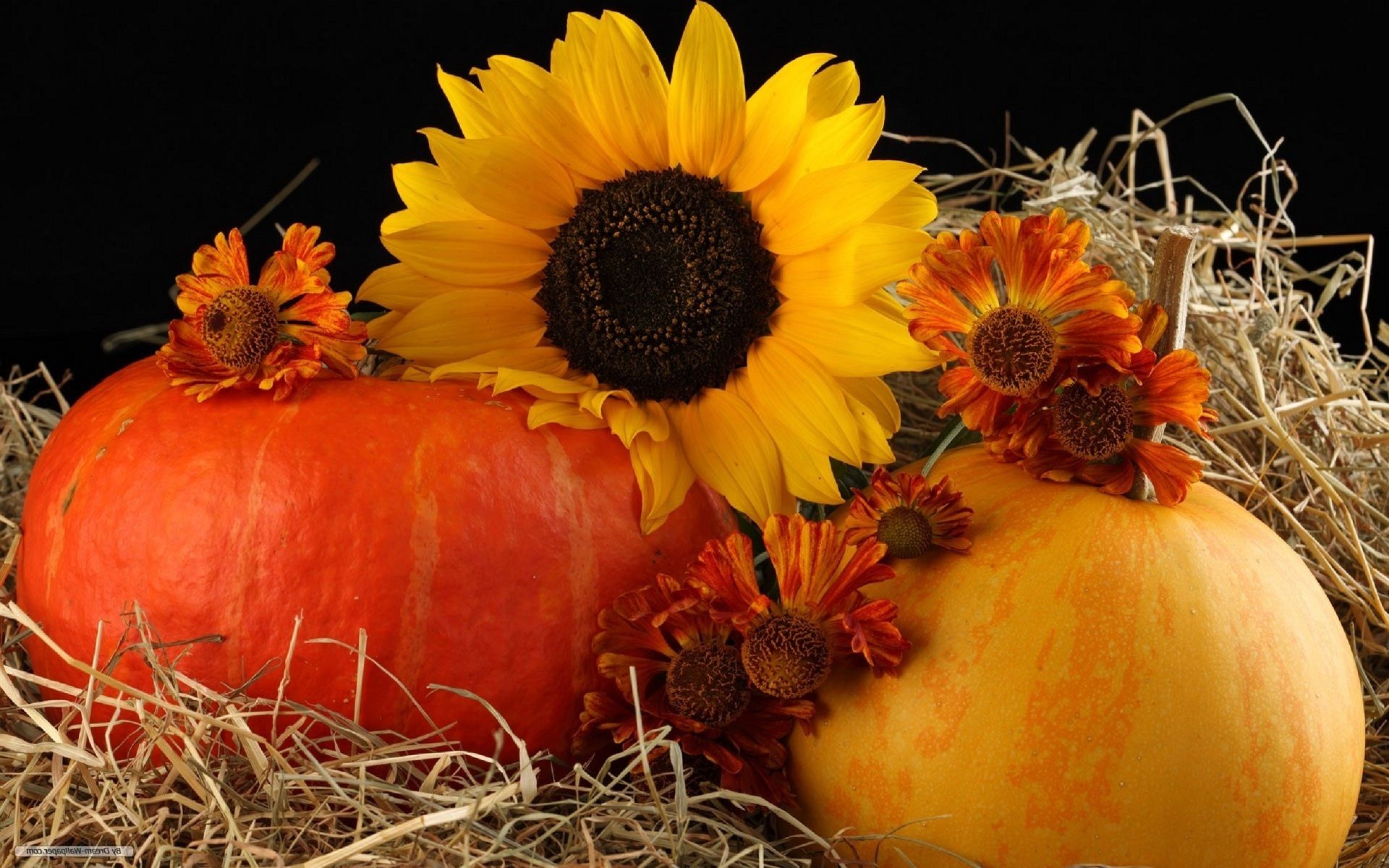 Sunflowers and delicious pumpkins
