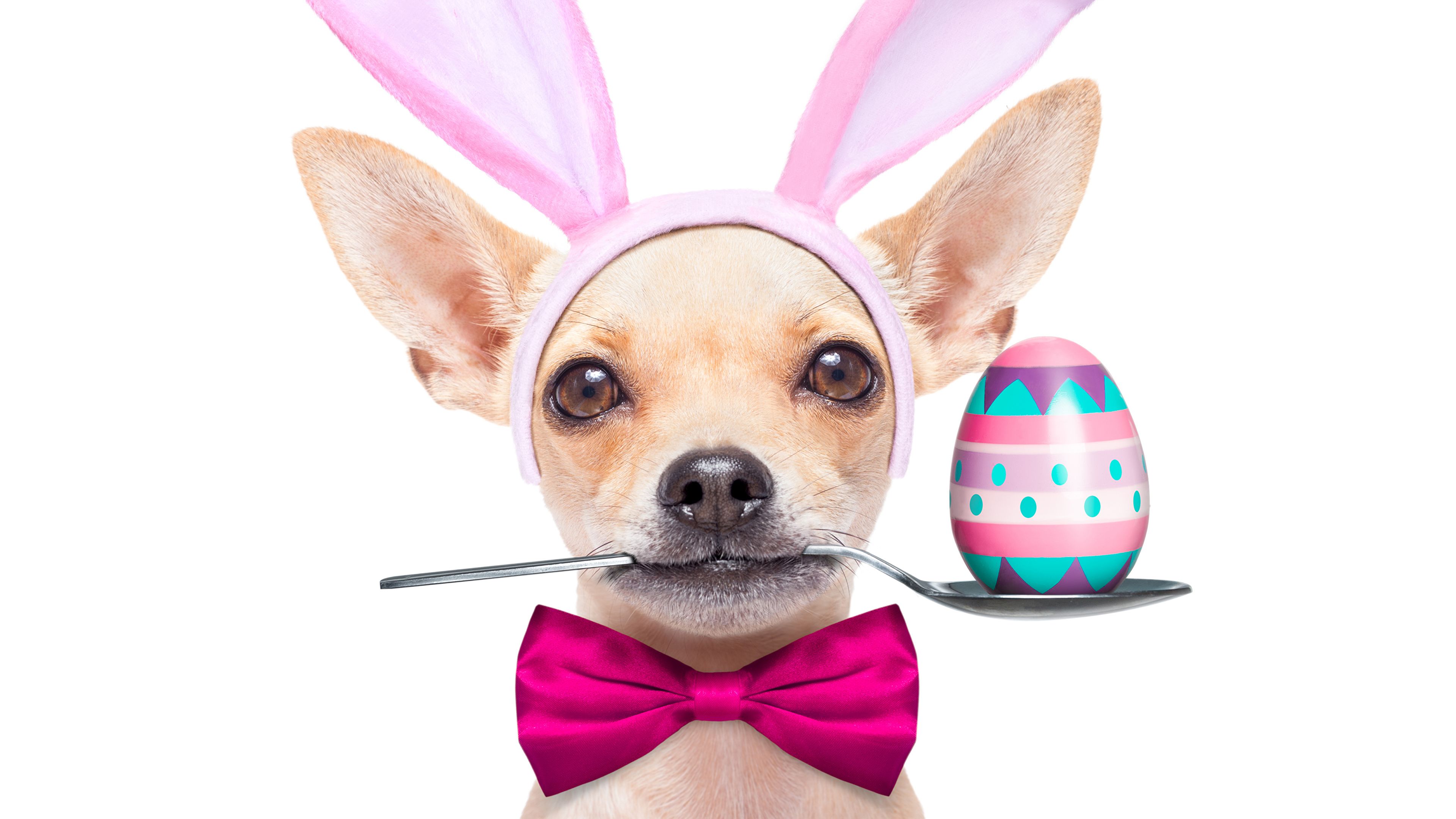 Desktop Wallpaper animal Easter Chihuahua Dogs Eggs Spoon 3840x2160