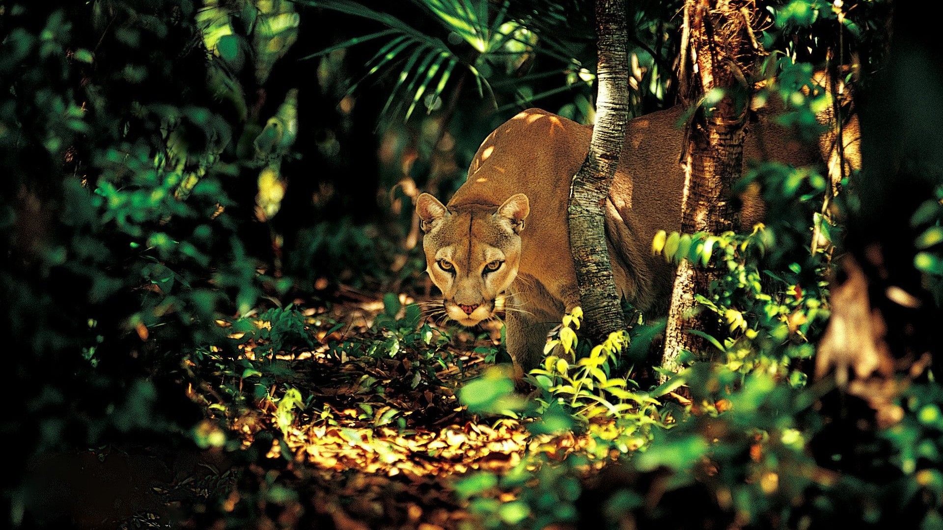 Forest Animals Wallpapers Wallpaper Cave