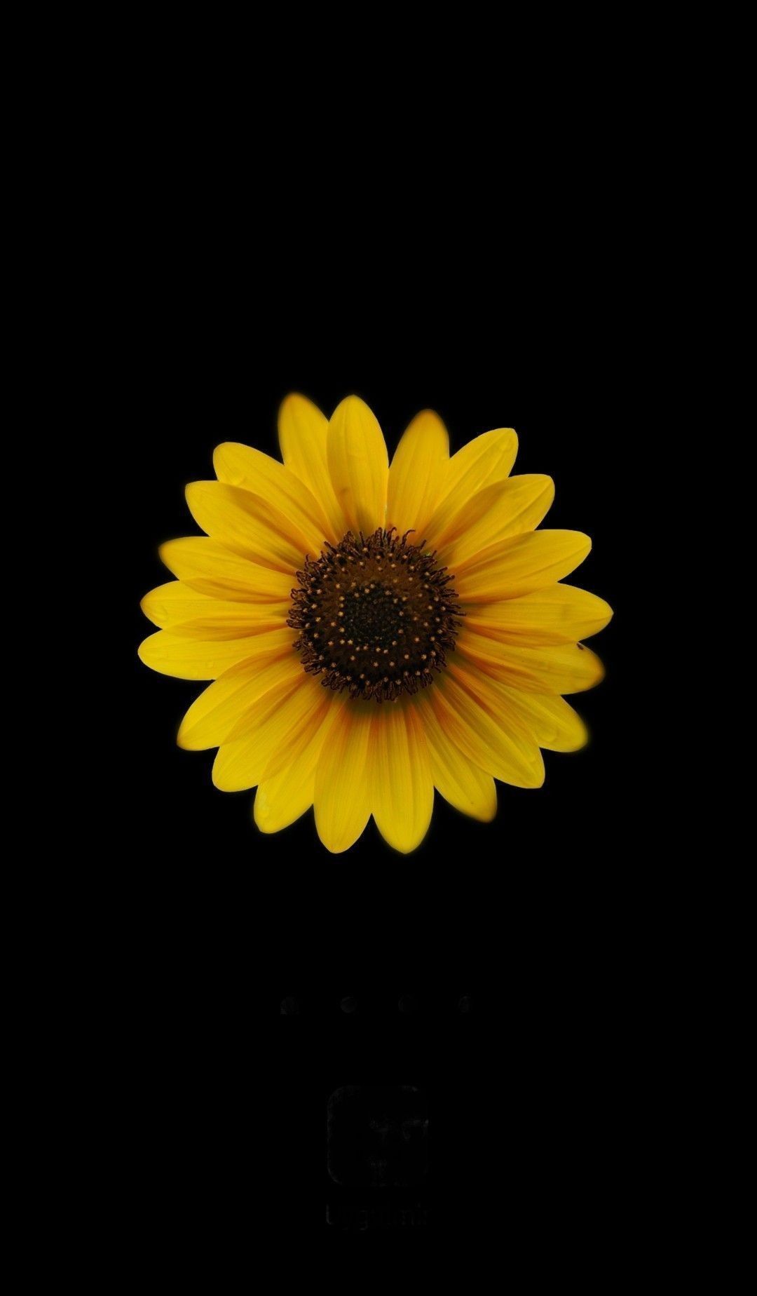 Autumn by KmyGraphic. Nature iphone wallpaper, Sunflower wallpaper, Sunflower iphone wallpaper