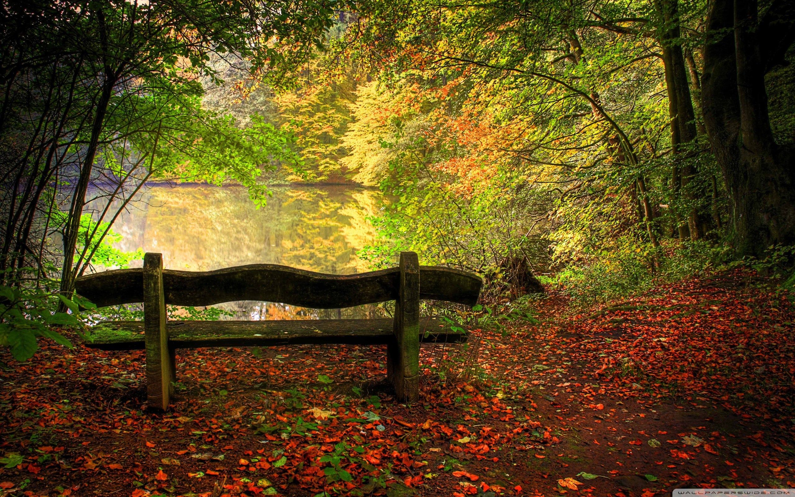 Free download Autumn Wallpaper Empty Bench In Fall Scene [2560x1600] for your Desktop, Mobile & Tablet. Explore Fall Free Wallpaper. Free Halloween Wallpaper, Free Thanksgiving Wallpaper, Free Fall Wallpaper