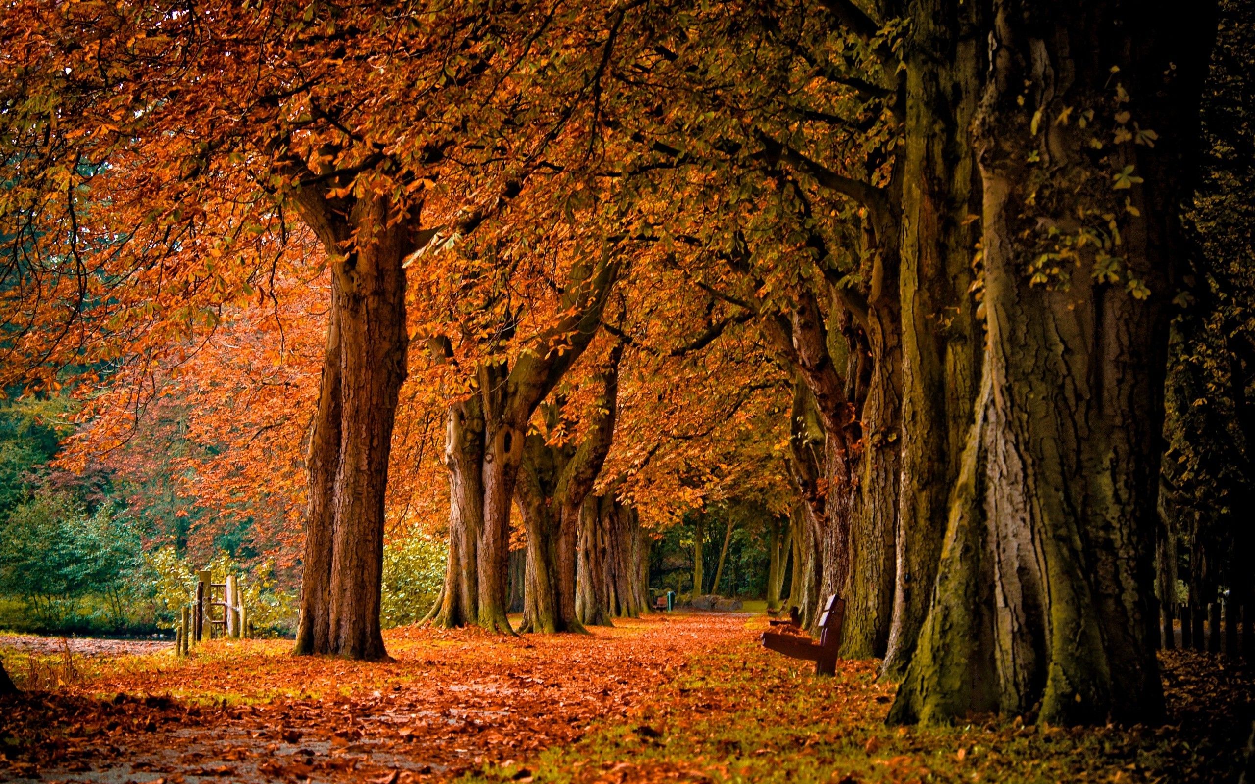 fall, Nature, Landscape, Bench Wallpaper HD / Desktop and Mobile Background