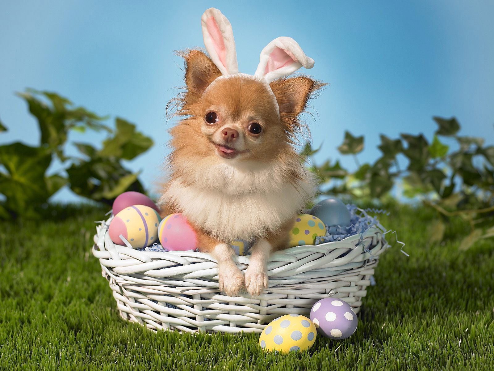 Background And Posters: Easter Wallpaper #Easter #Background #Wallpaper. Easter dog, Easter pets, Animals
