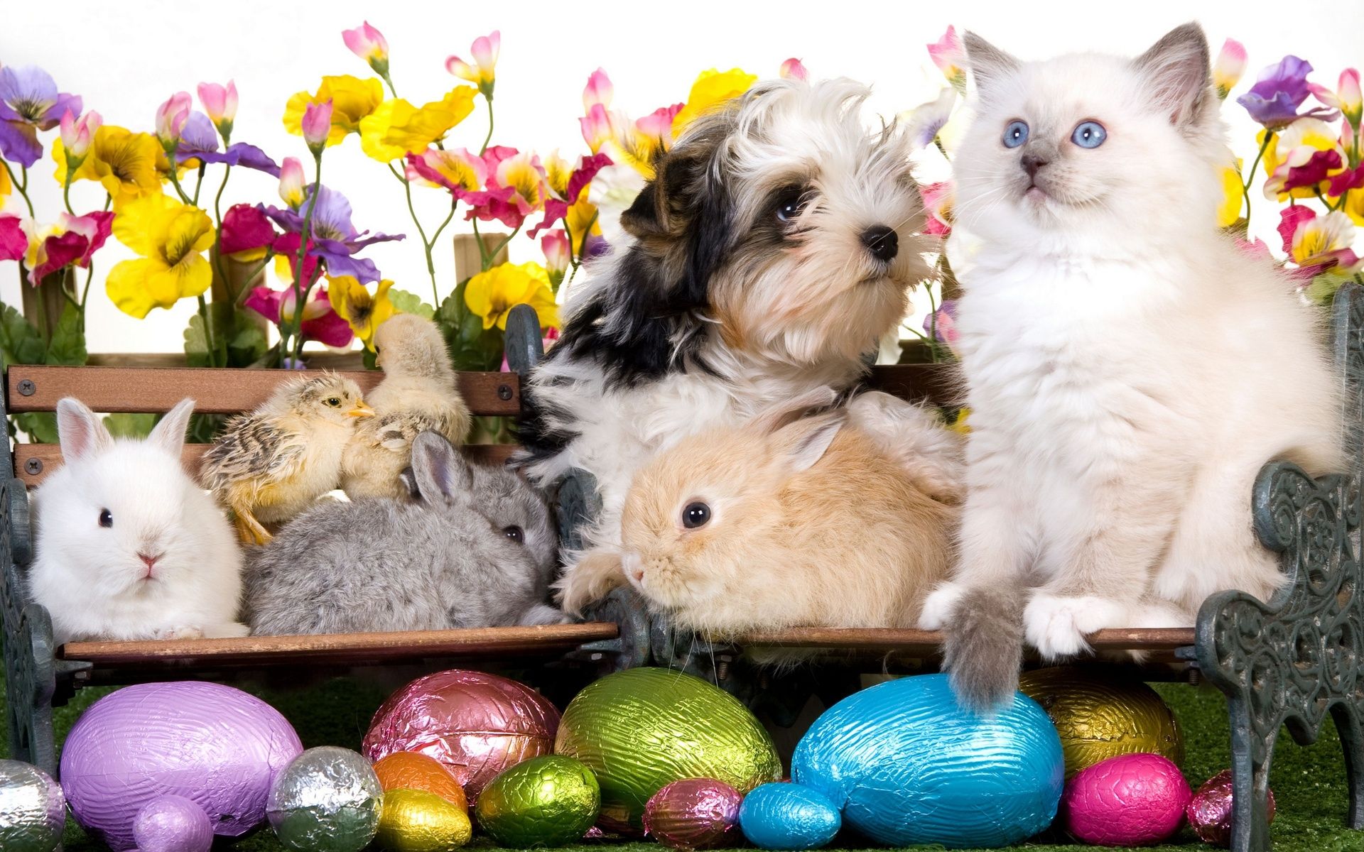 Kitten dog puppy rabbits chickens eggs flowers easter wallpaperx1200