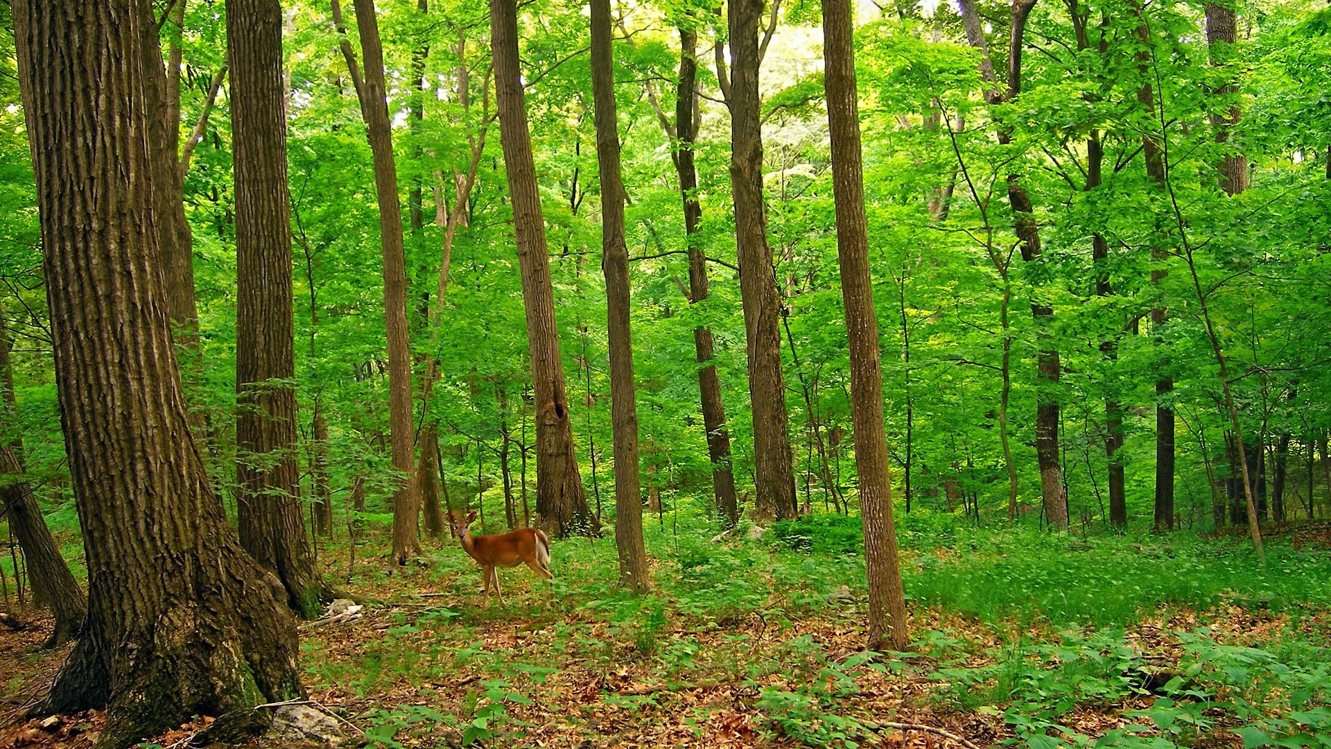 Deer In The Forest Wallpaper Deers Animals Wallpaper in jpg format for free download
