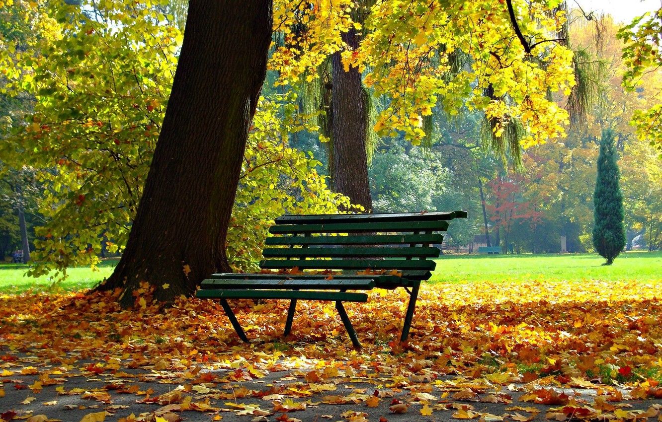 Wallpaper autumn, bench, Park image for desktop, section пейзажи