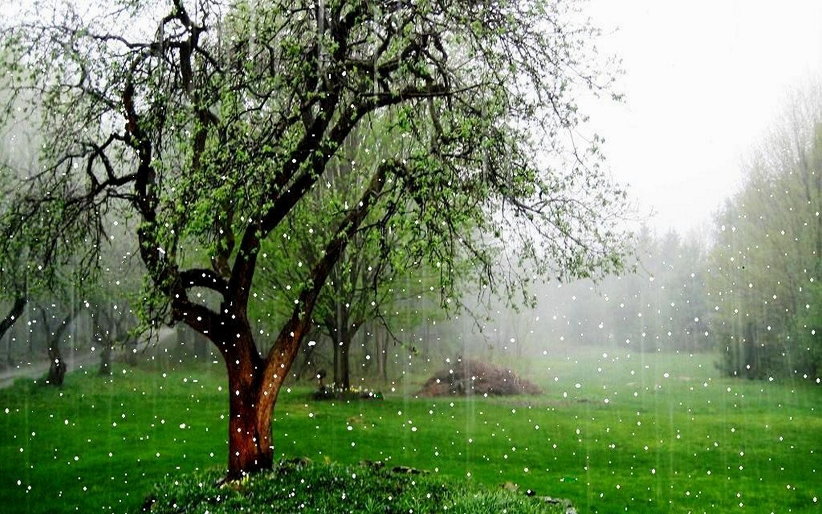 Free download Rain Falling HD Wallpaper Picture Image Background [1700x1499] for your Desktop, Mobile & Tablet. Explore Rainy Fall Wallpaper. Rainy Day Wallpaper Widescreen, Rainy Day Wallpaper Image, Free Rain Wallpaper