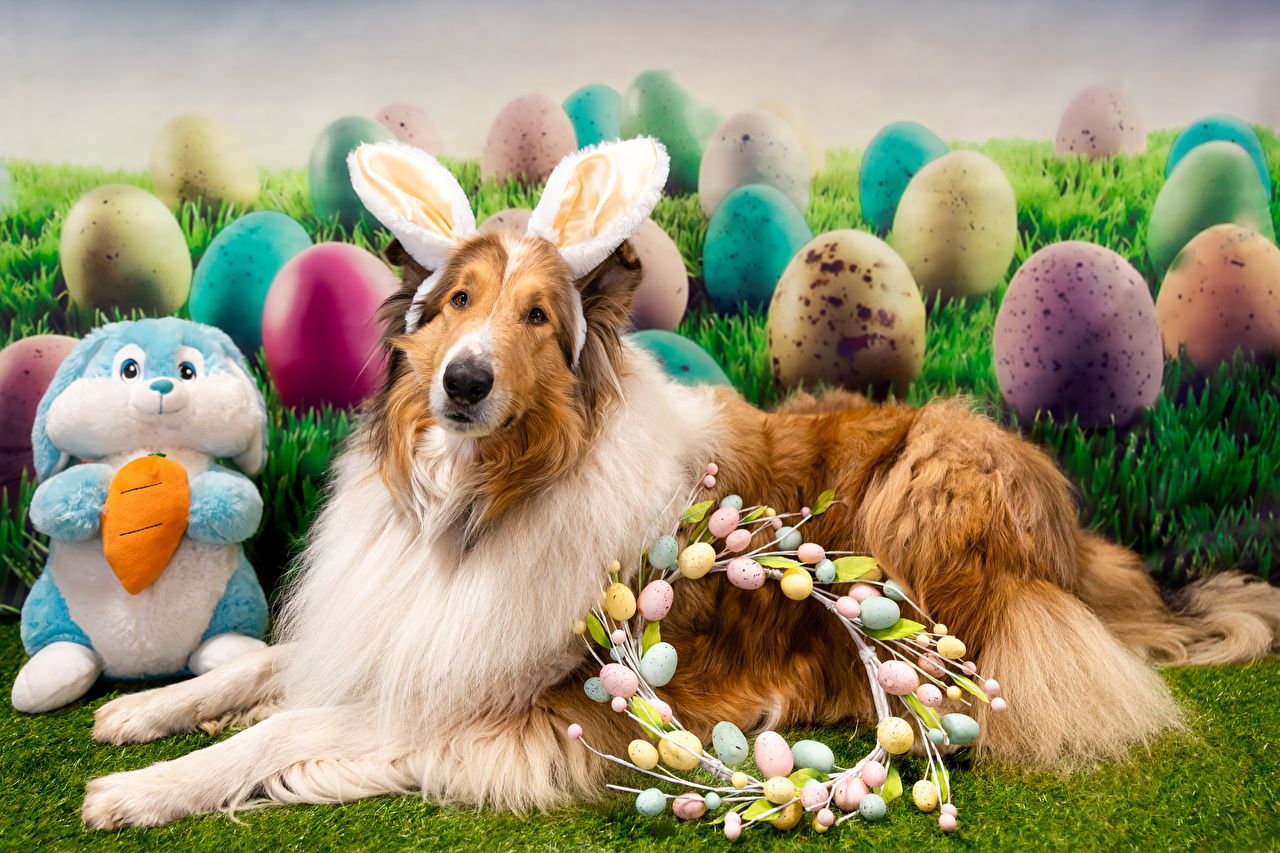 Easter Dogs Wallpapers - Wallpaper Cave