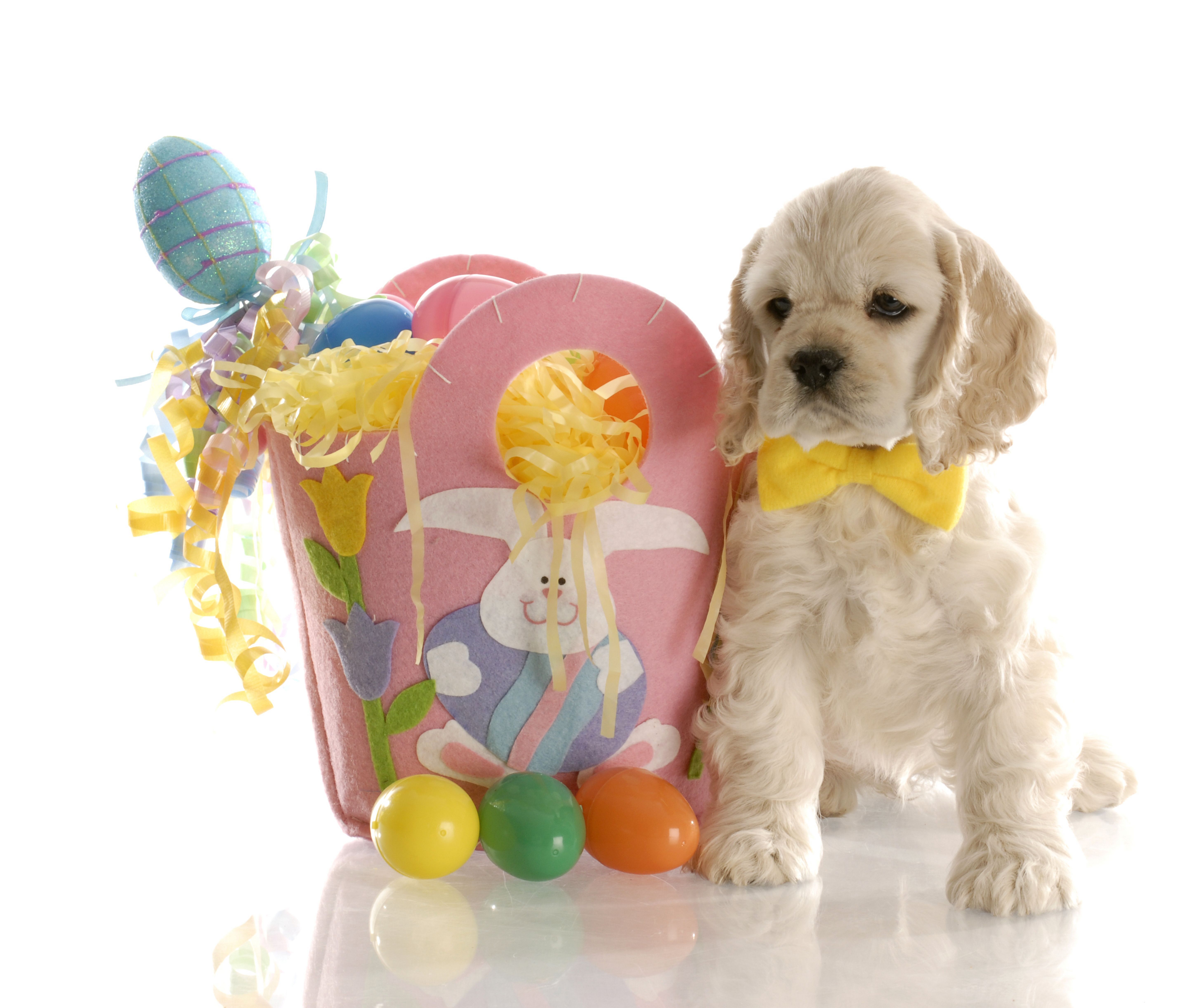 White puppy of a spaniel with a basket of eggs for Easter wallpaper and image, picture, photo