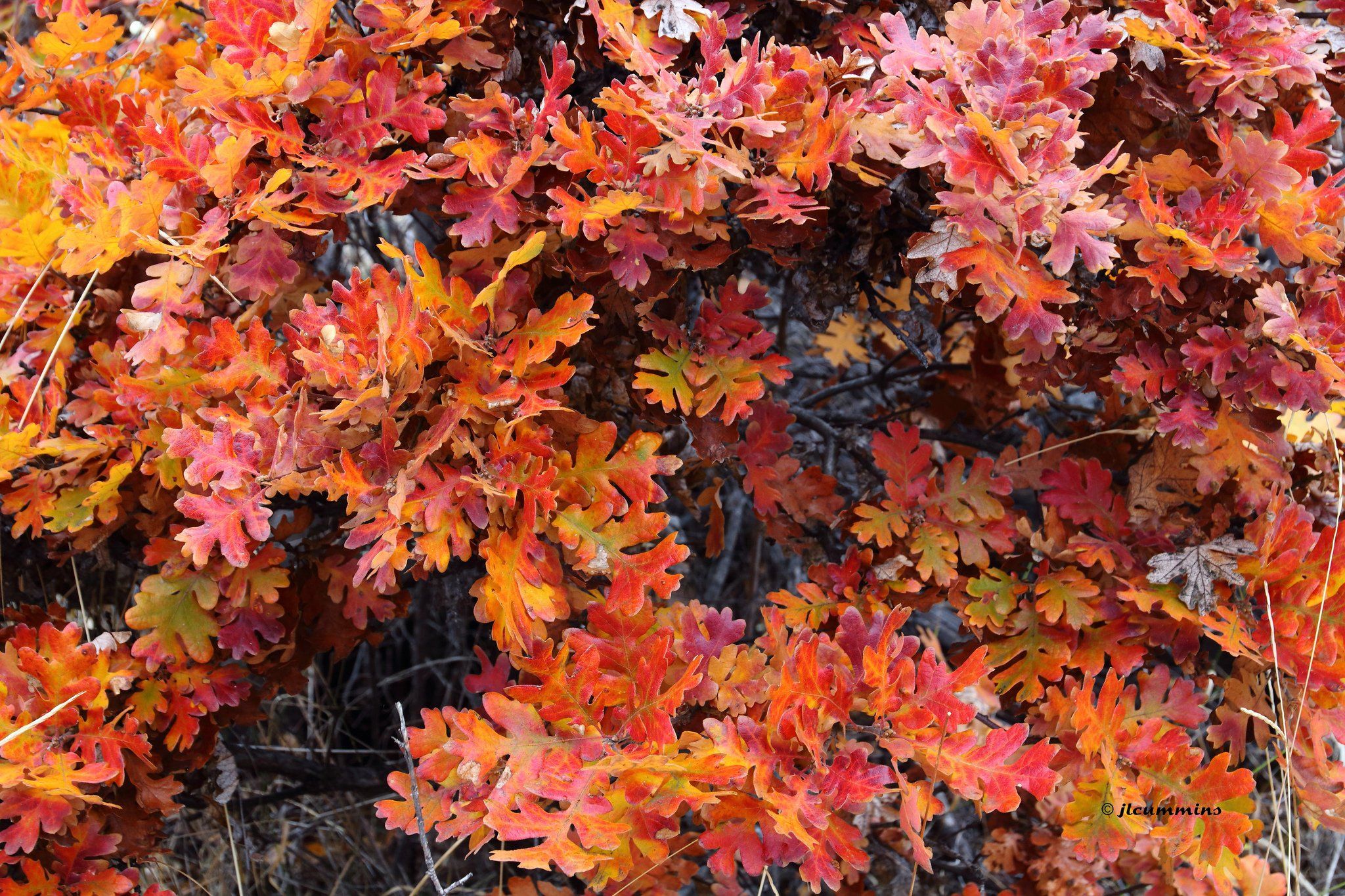 automne, Season, Nature, Landscapes, Rain, Fall, Wallpaper, Leaf, Tree, Campaign, Wet Wallpaper HD / Desktop and Mobile Background