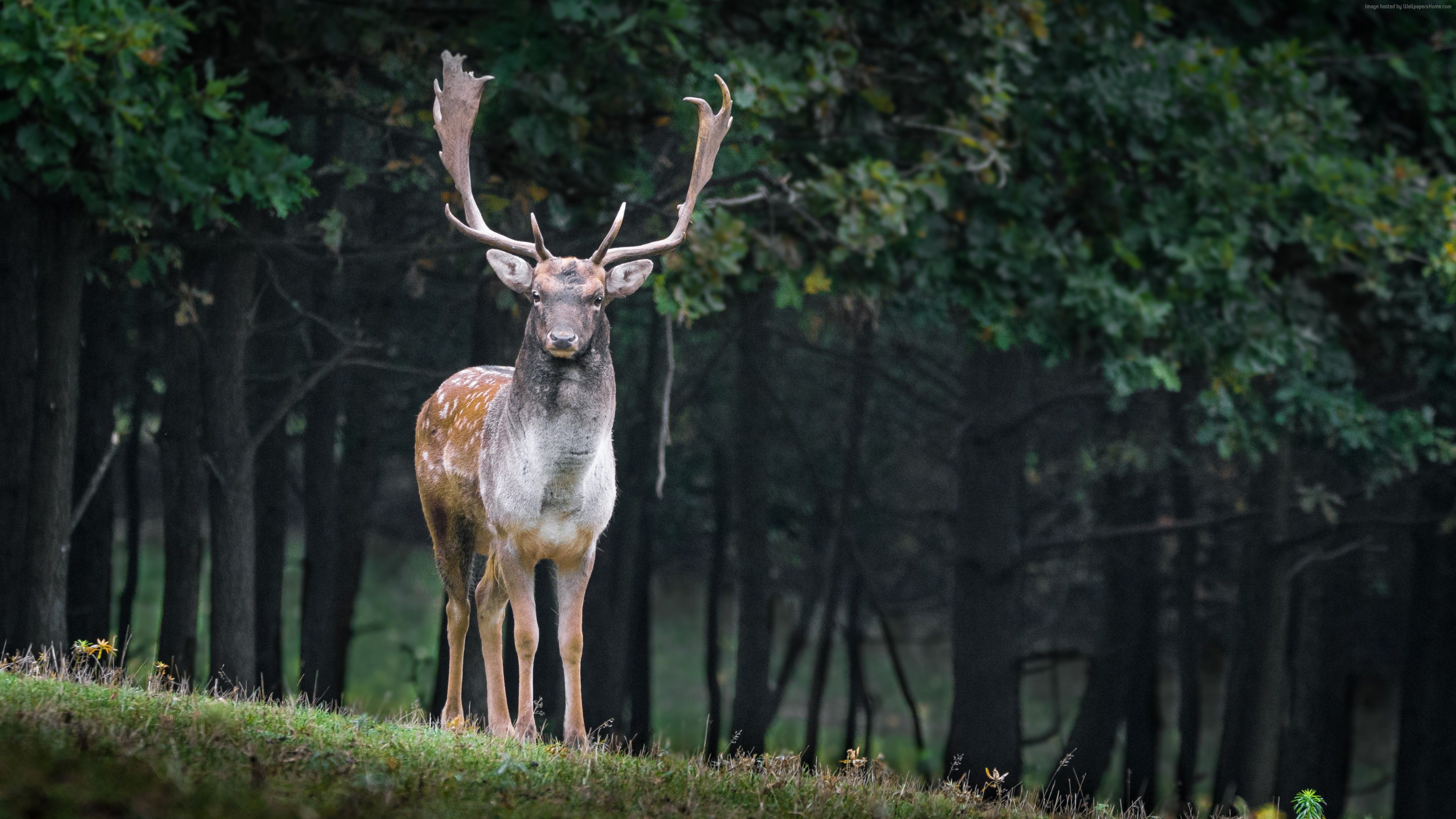 Wallpaper deer, cute animals, forest, 5k, Animals Wallpaper Download Resolution 4K Wallpaper