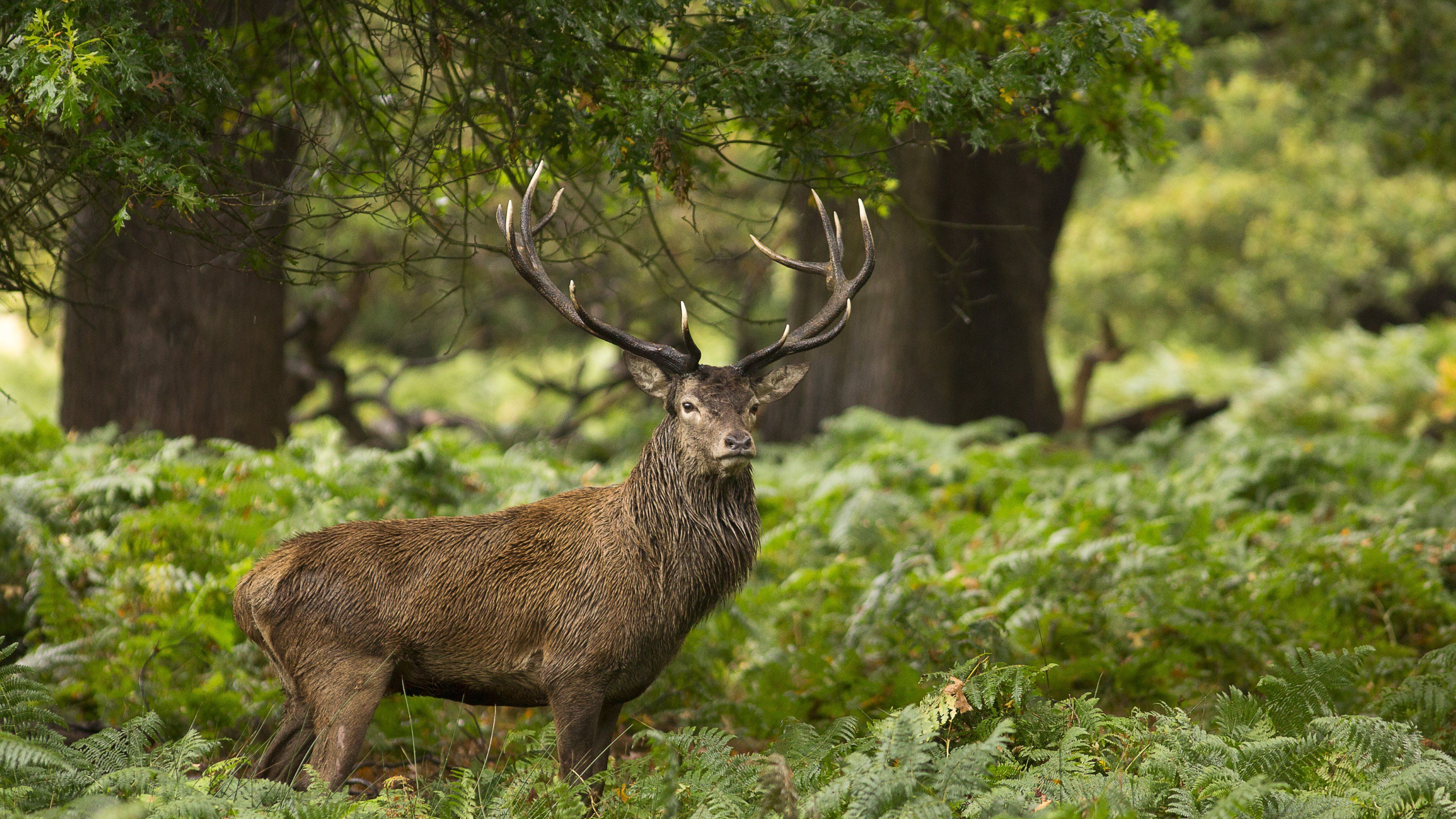 Free download Forest Wild Animal Stag HD Wallpaper 4K Wallpaper [3840x2160] for your Desktop, Mobile & Tablet. Explore Forest Animal Wallpaper. Forest Wallpaper for Computer, Forest Wallpaper for Bedroom