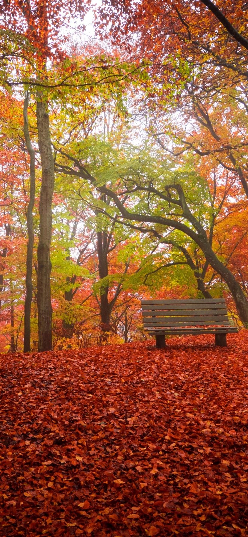 Autumn, Trees, Red Leaves Ground, Bench, Park 1125x2436 IPhone 11 Pro XS X Wallpaper, Background, Picture, Image