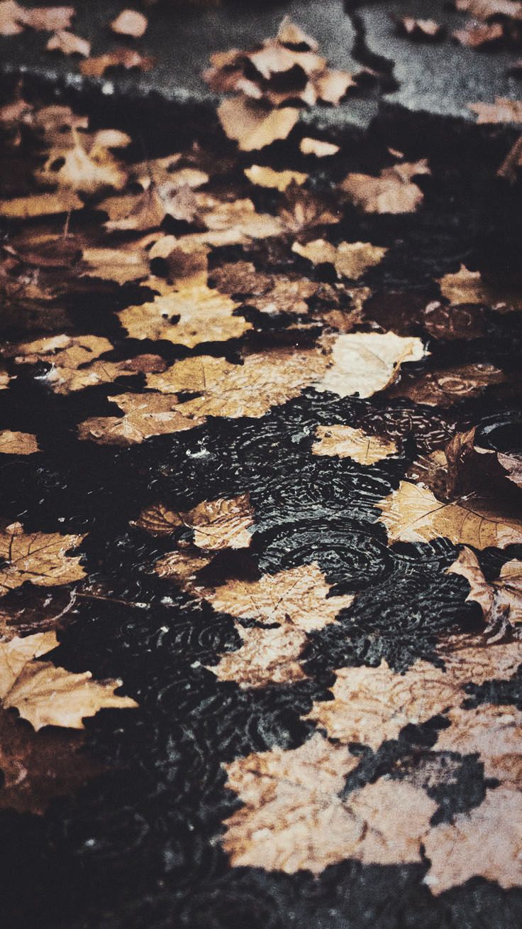 Download Rain Drops Tumblr Photography iPhone Wallpaper  Wallpaperscom