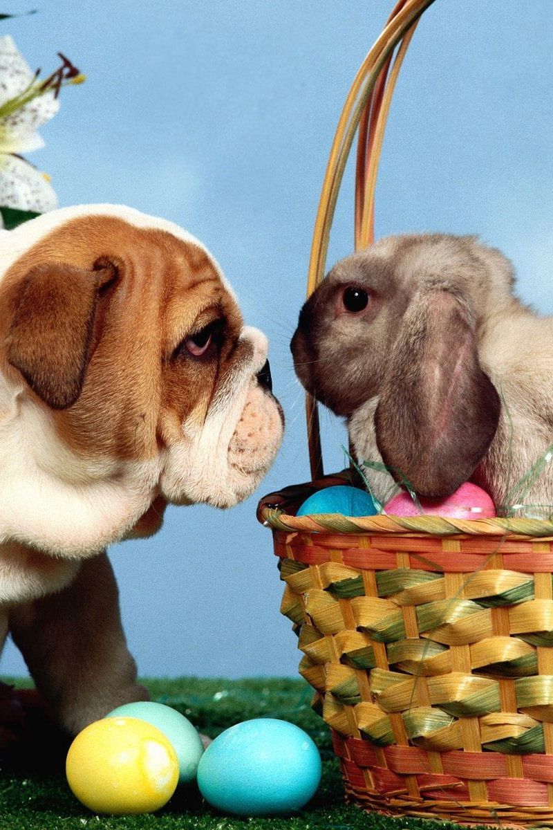 Download Wallpaper 800x1200 Dog, Rabbit, Eggs, Easter, Basket Iphone 4s 4 For Parallax HD Background