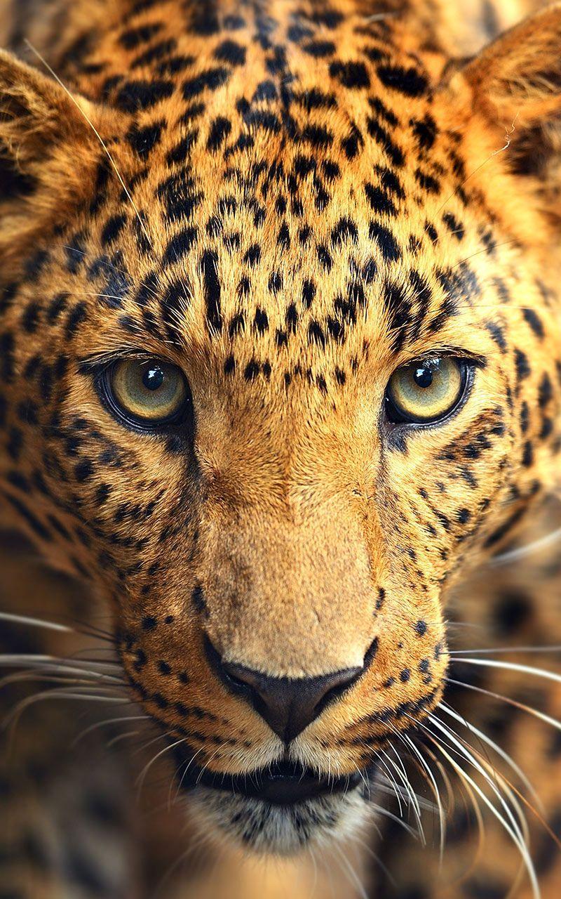 Wild animals Live Wallpaper for Android