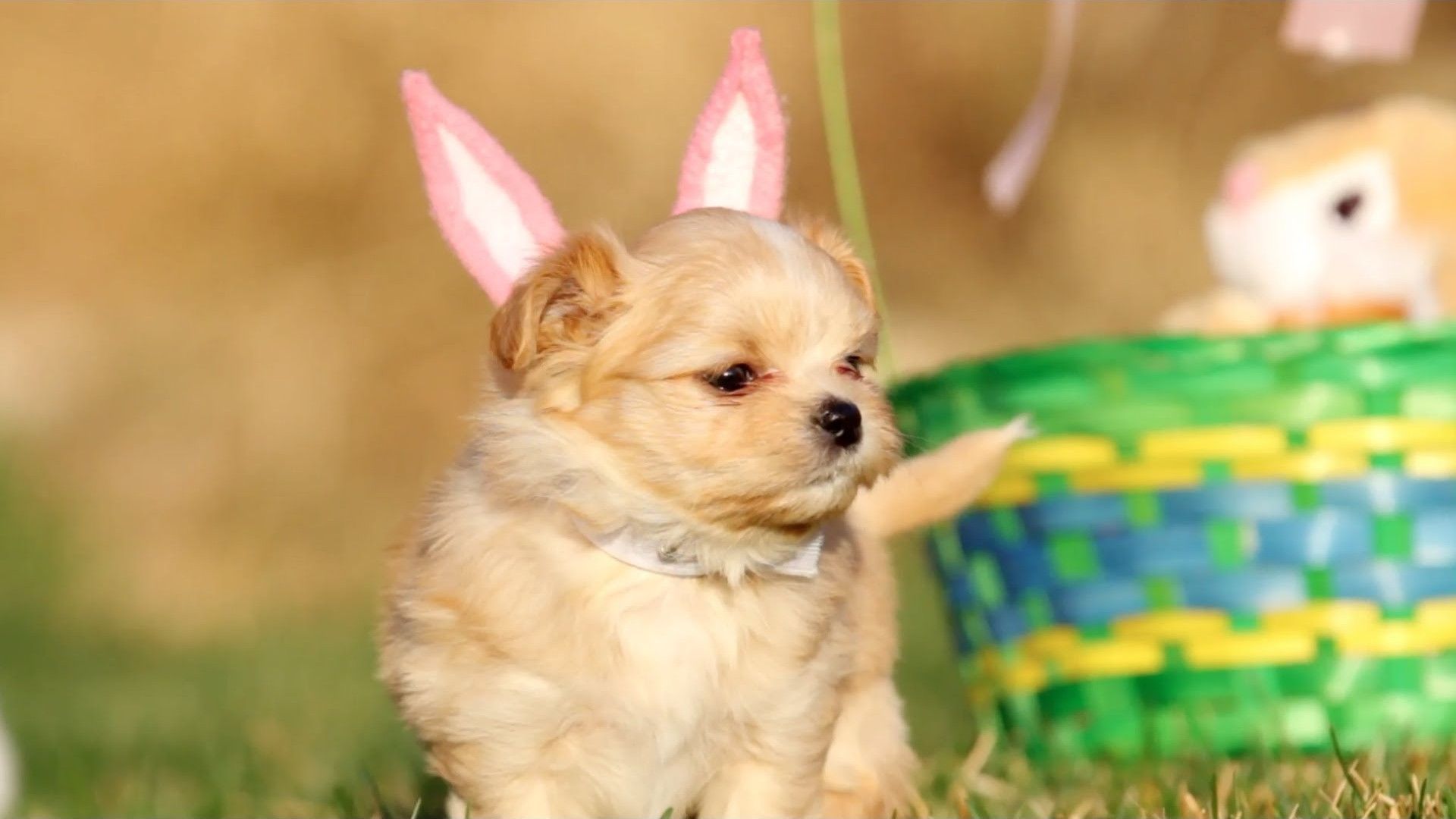 Wallpaper Puppies Desktop. Best HD Wallpaper. Puppies, Baby animals, Cute animals
