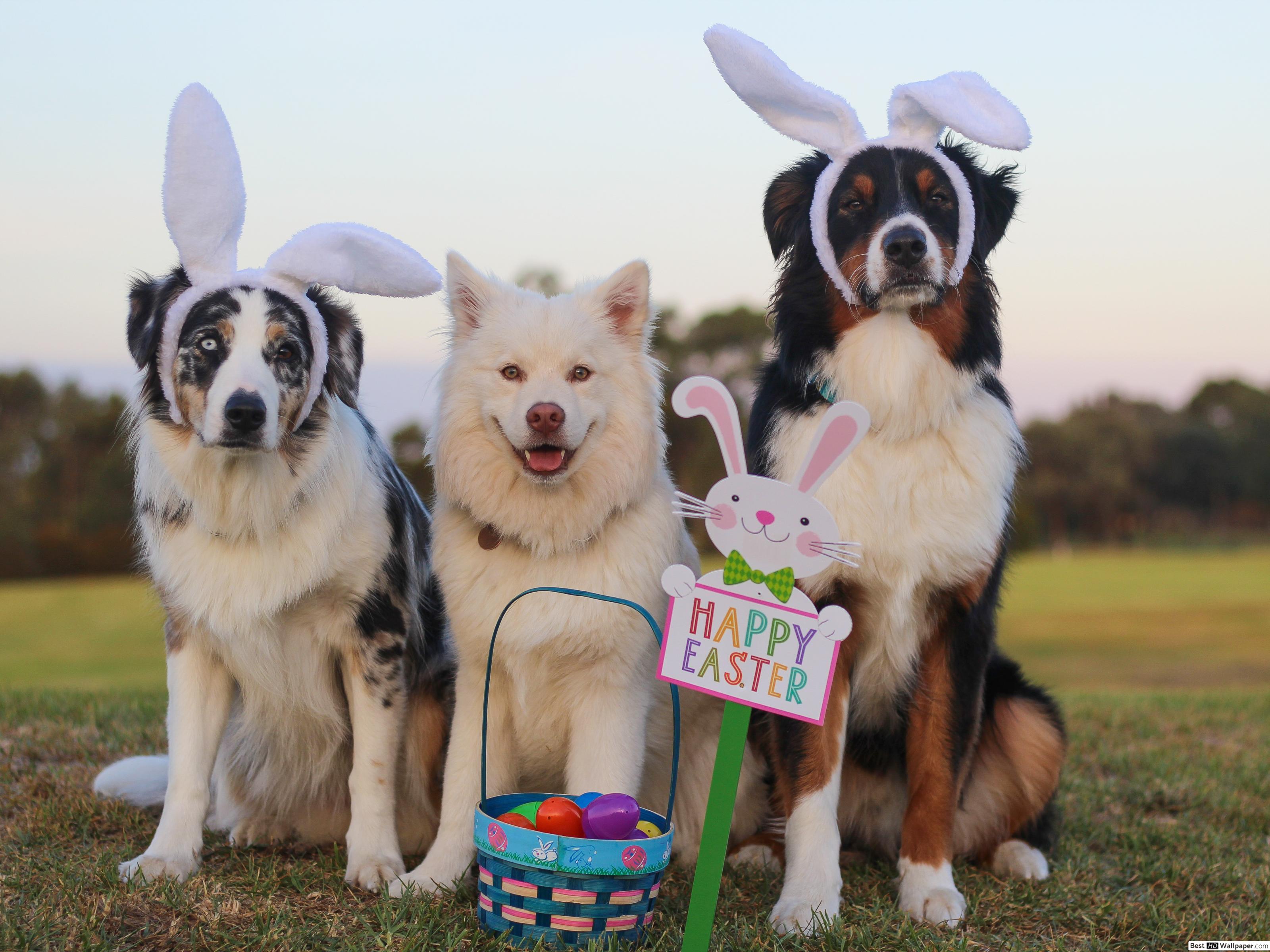 Pet dogs with bunny ears Easter egg hunt HD wallpaper download