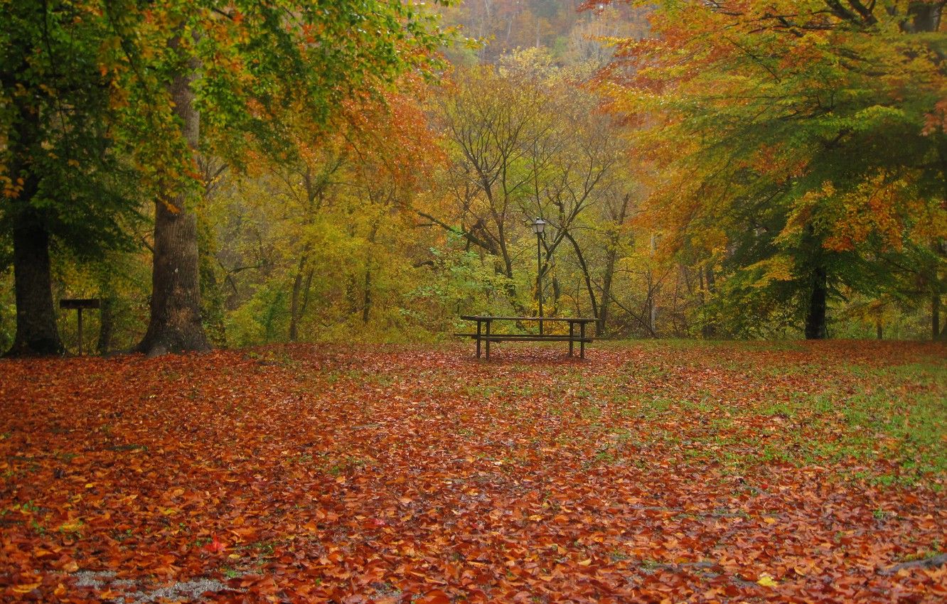 Wallpaper autumn, leaves, trees, nature, Park, rain, Nature, falling leaves, rain, trees, park, autumn, leaves, fall image for desktop, section пейзажи