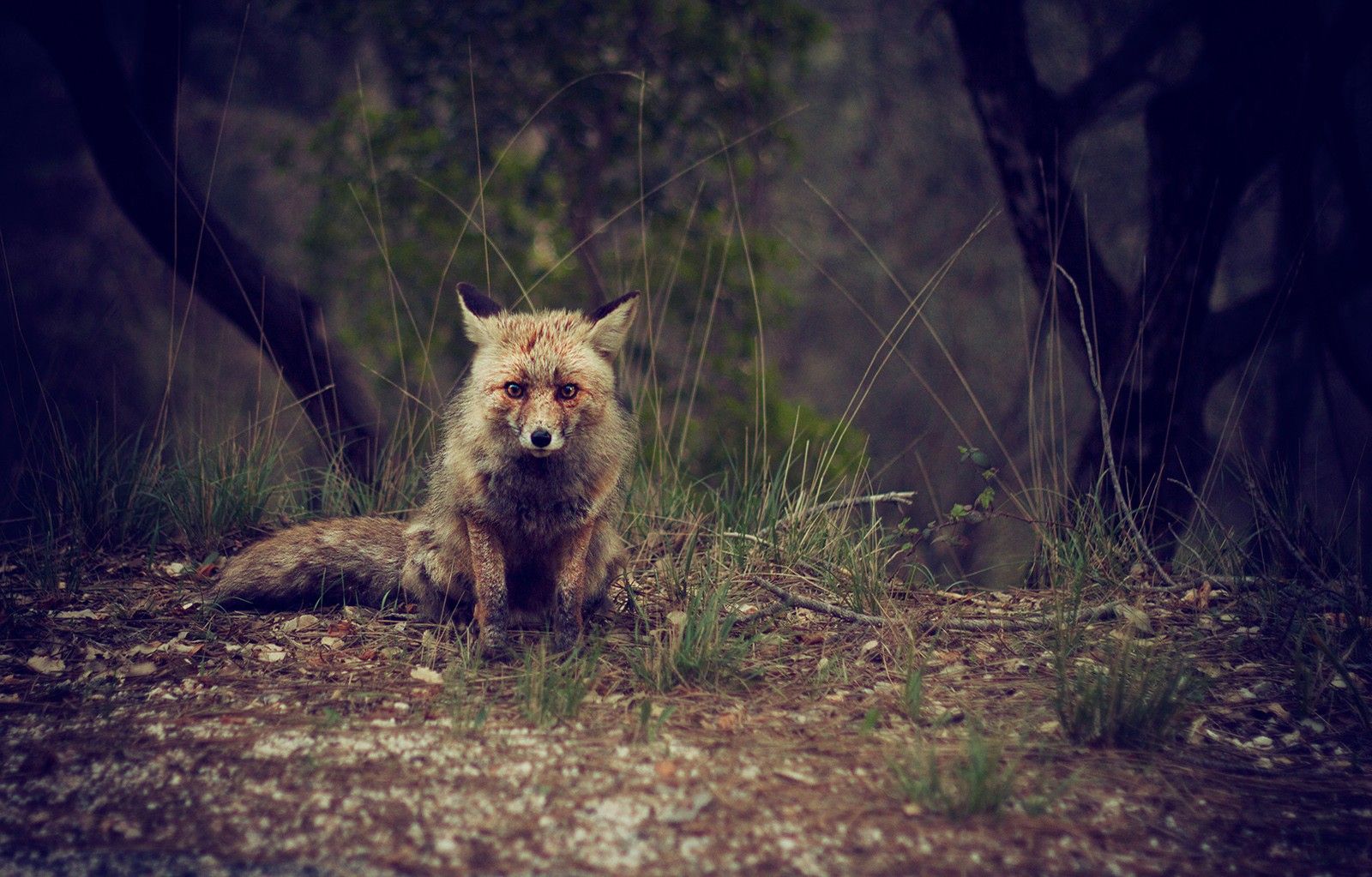Forest, Animal, Wilderness, Fox, High Quality Animal Photo, Widescreen Picture Of Animals, Pets, Animal Wallpaper Of Windows, Download An