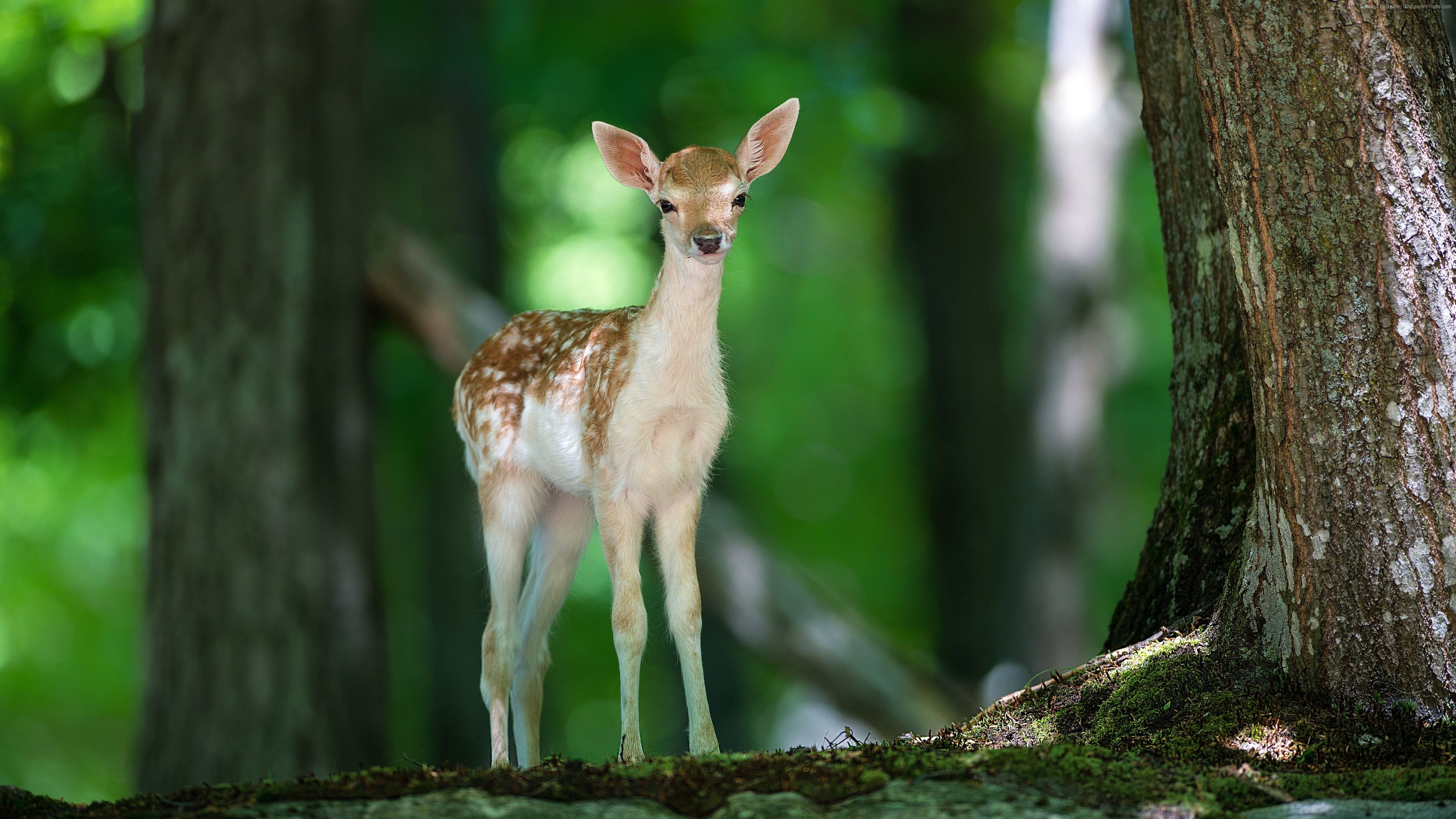 Wallpaper Deer, cute animals, forest, Animals Wallpaper Download Resolution 4K Wallpaper