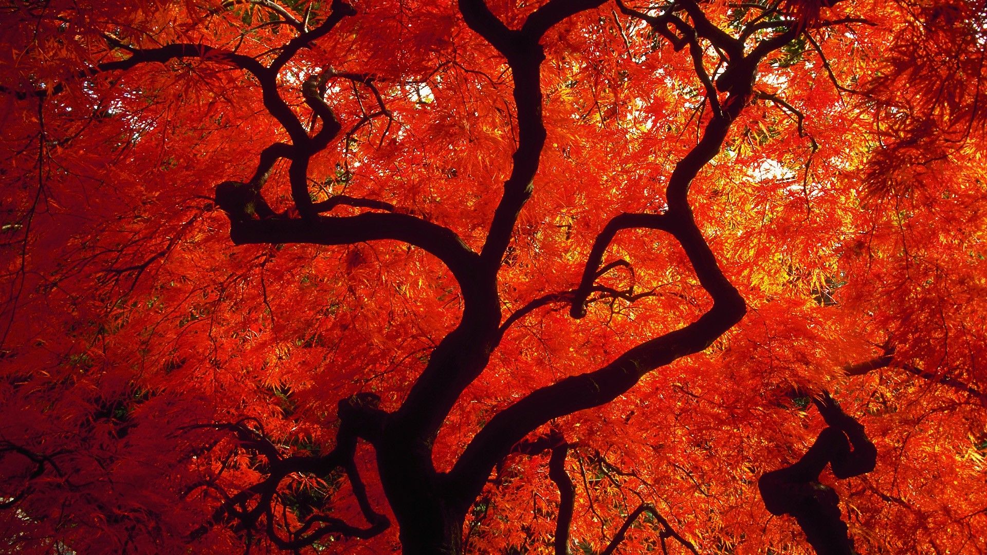 Trees autumn (season) red Seattle Washington wallpaperx1080