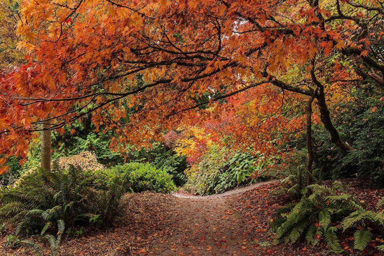image Seattle Washington Park Arboretum path Nature Autumn Branches