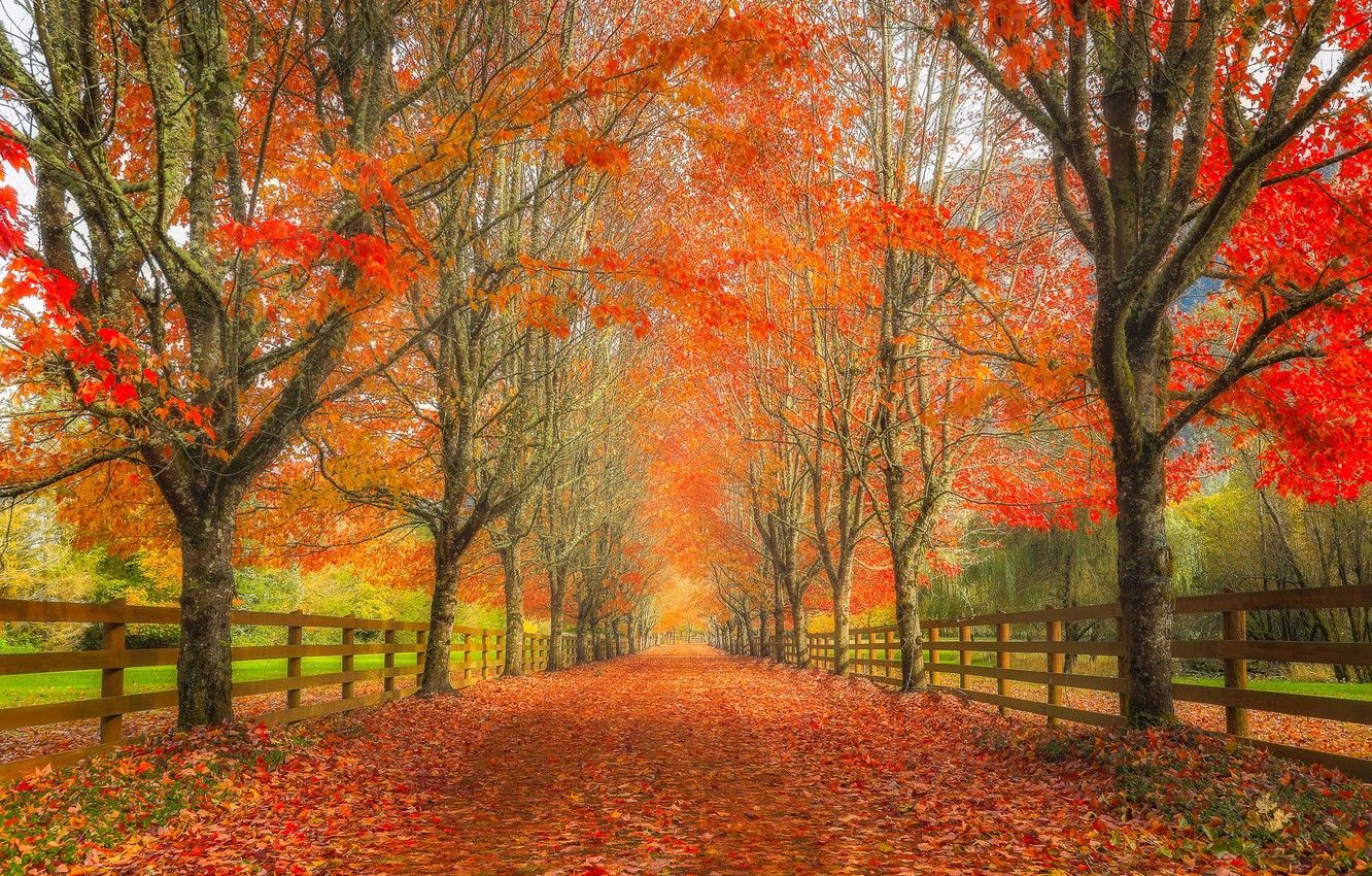 Wallpaper road, autumn, leaves, trees, the fence, alley, Washington, Washington, Rockwood Farm, Snoqualmie, Snoqualmie image for desktop, section пейзажи