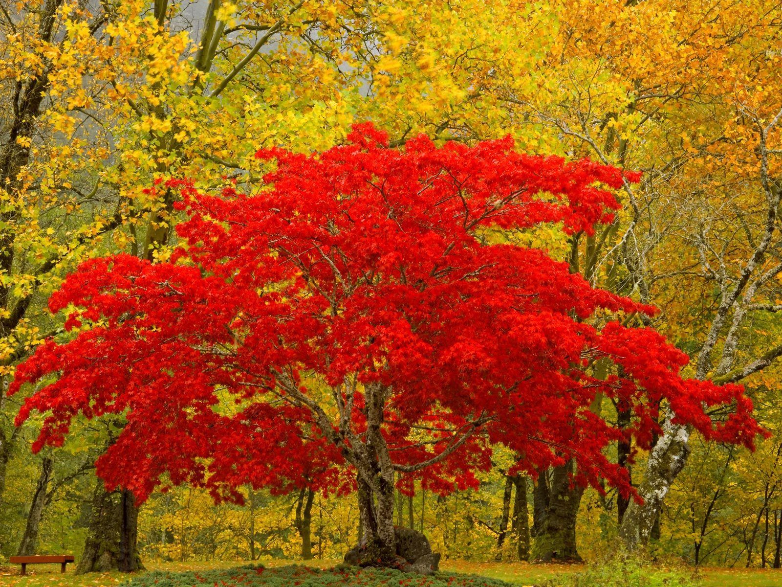 Newhalem Washington. Beautiful tree, Beautiful nature, Red tree