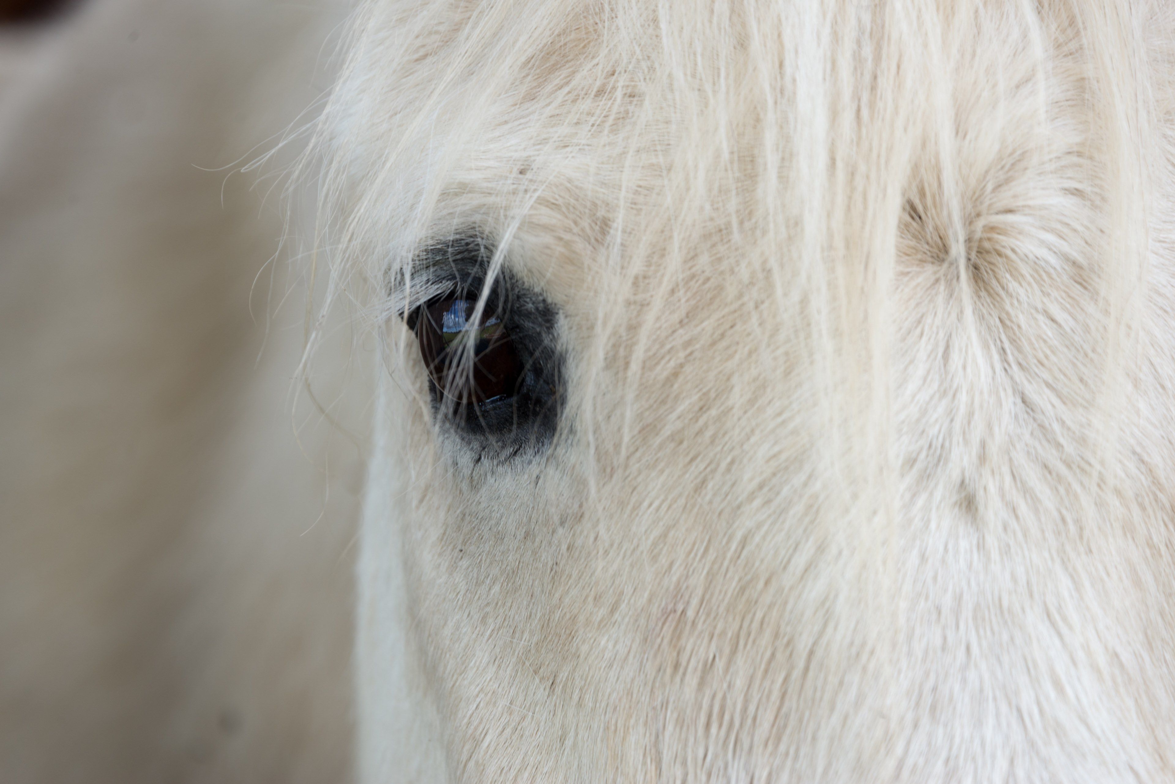 Wallpaper / horse eye horse face and eye HD 4k wallpaper
