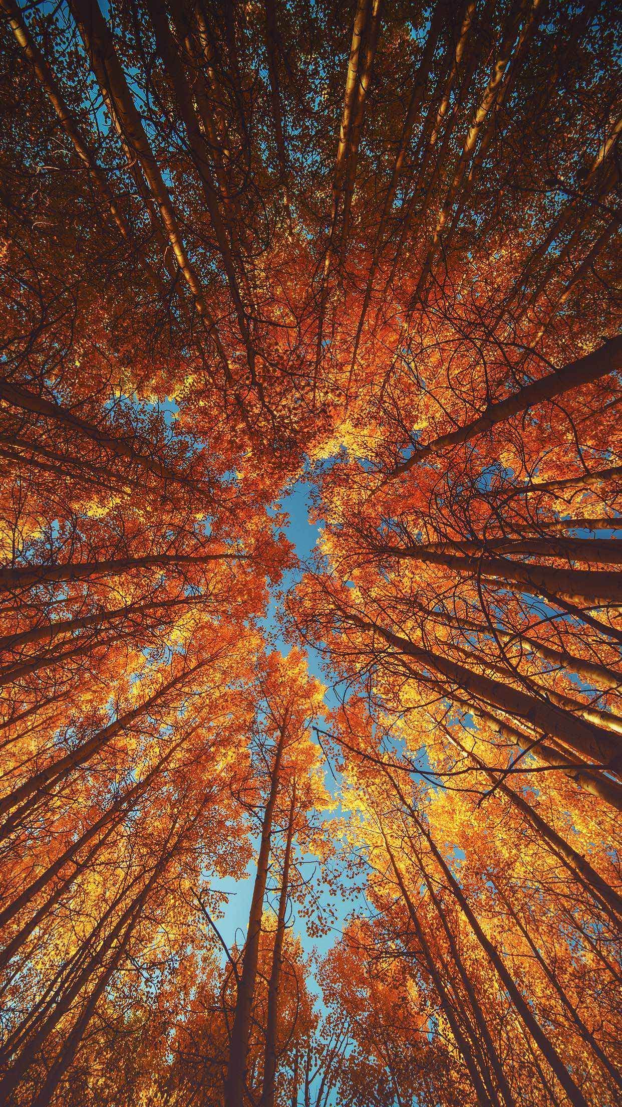 iphone x autumn background