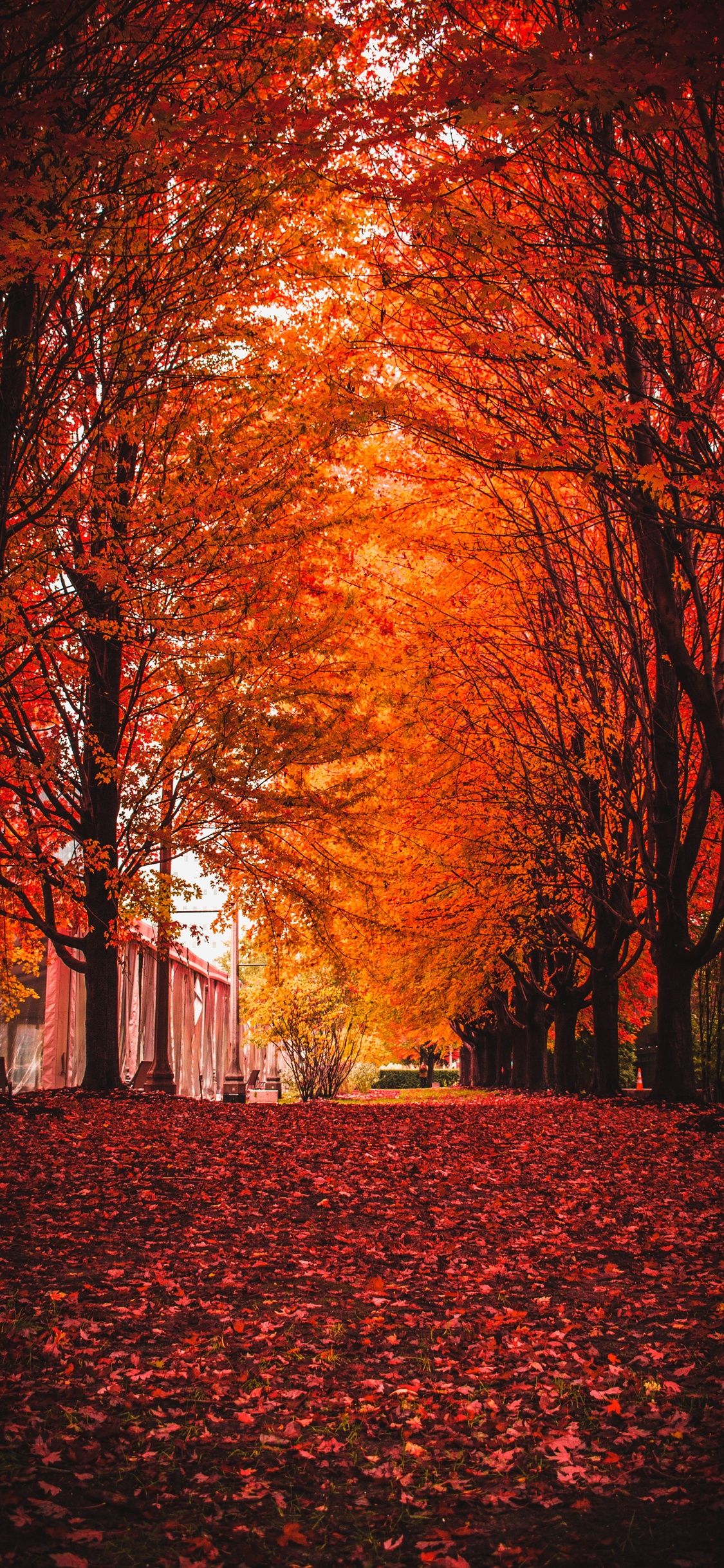 Trees, leaves, path, autumn iPhone XS Max, X 3GS wallpaper download