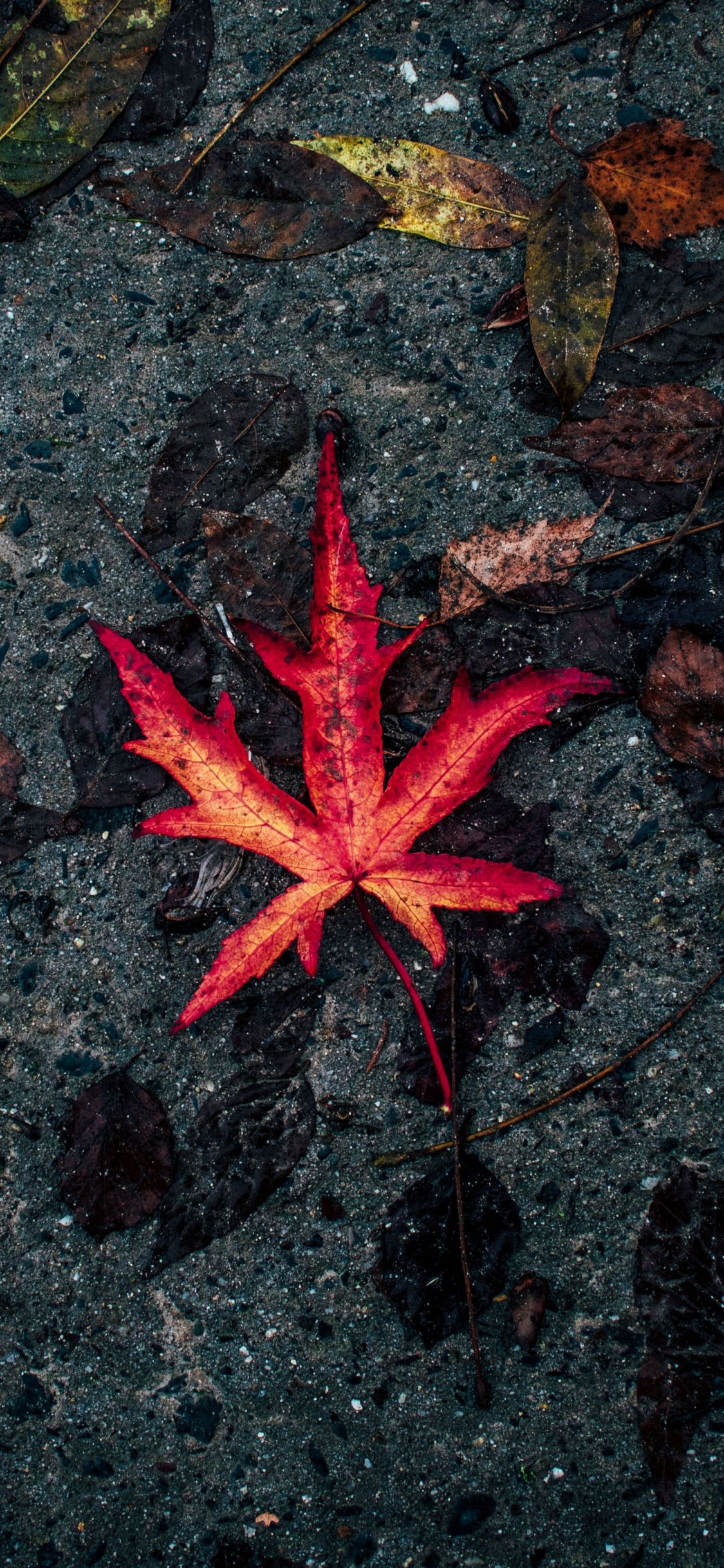 Download 1125x2436 wallpaper leaf, fall, autumn, iphone x 1125x2436 HD image, background, 706