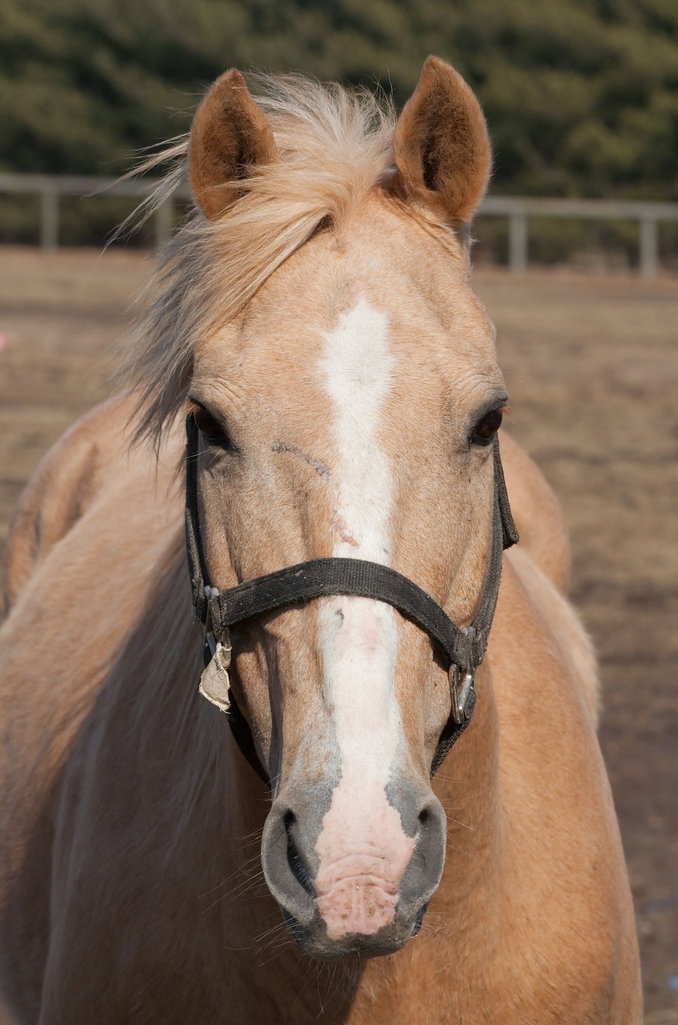 Horse Headshot 4409 Face Front View, Download Wallpaper