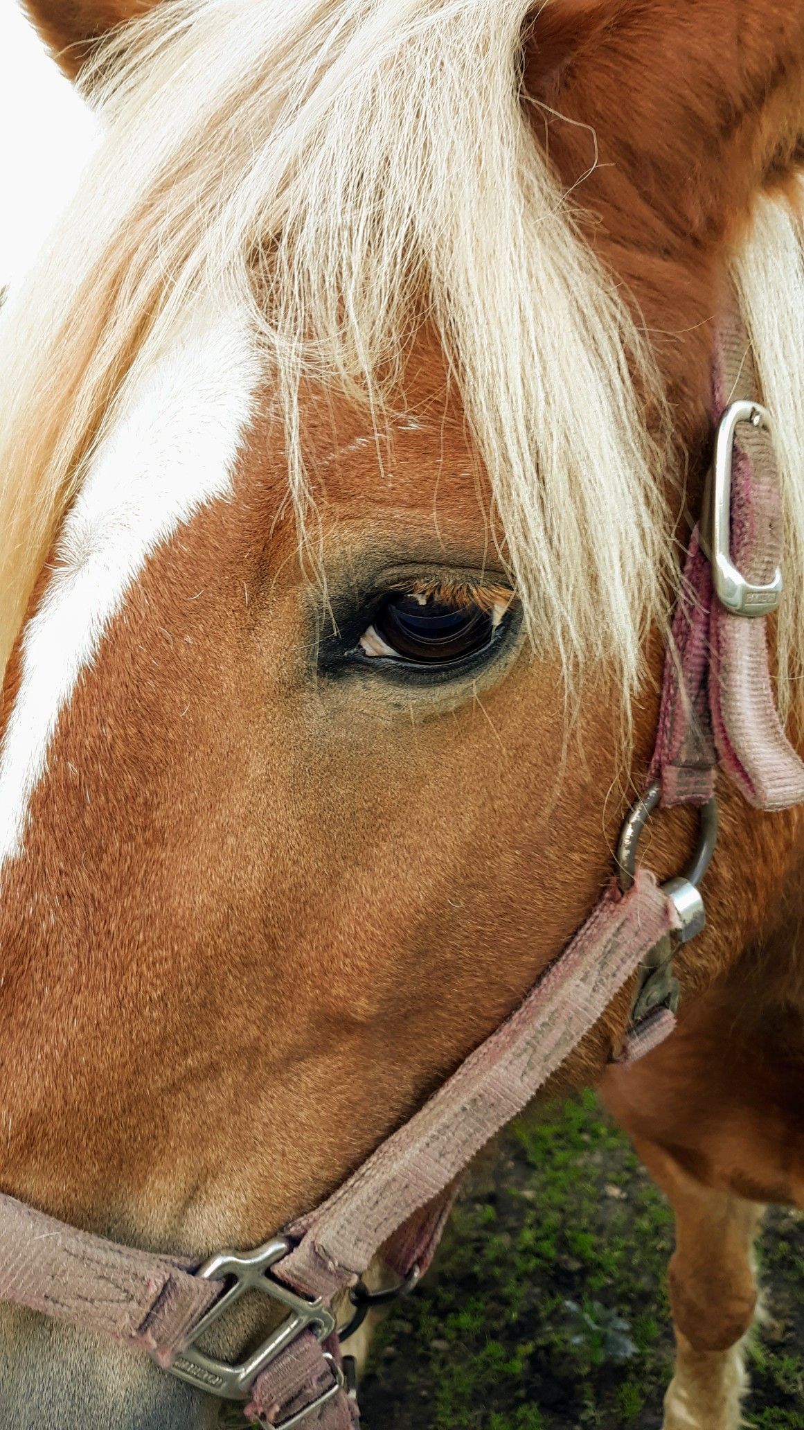 Horse iPhone wallpaper. Horse face, Horses, Phone background