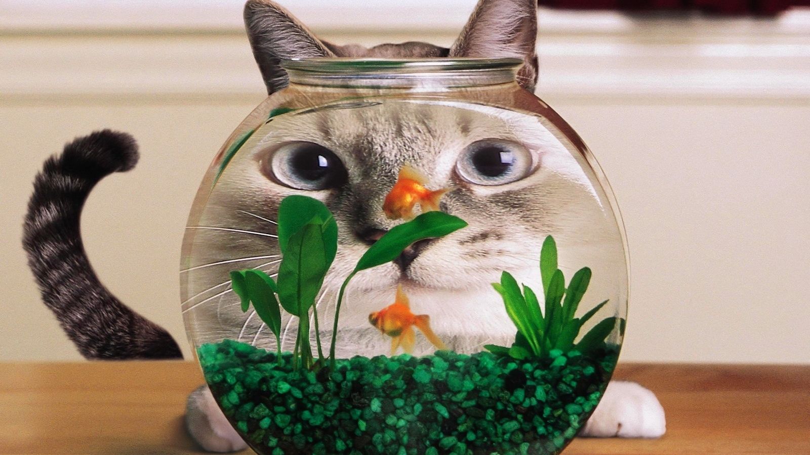 Free download All Wallpaper Funny Cats HD Wallpaper [1600x1200] for your Desktop, Mobile & Tablet. Explore Silly Wallpaper. Funny Desktop Wallpaper, Best Funny Wallpaper, Free Wallpaper Silly Animals
