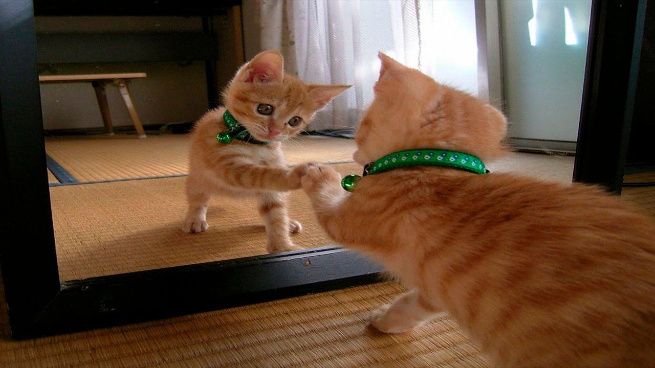 Funny Cats Vs Mirrors Cats Compilation January 2016