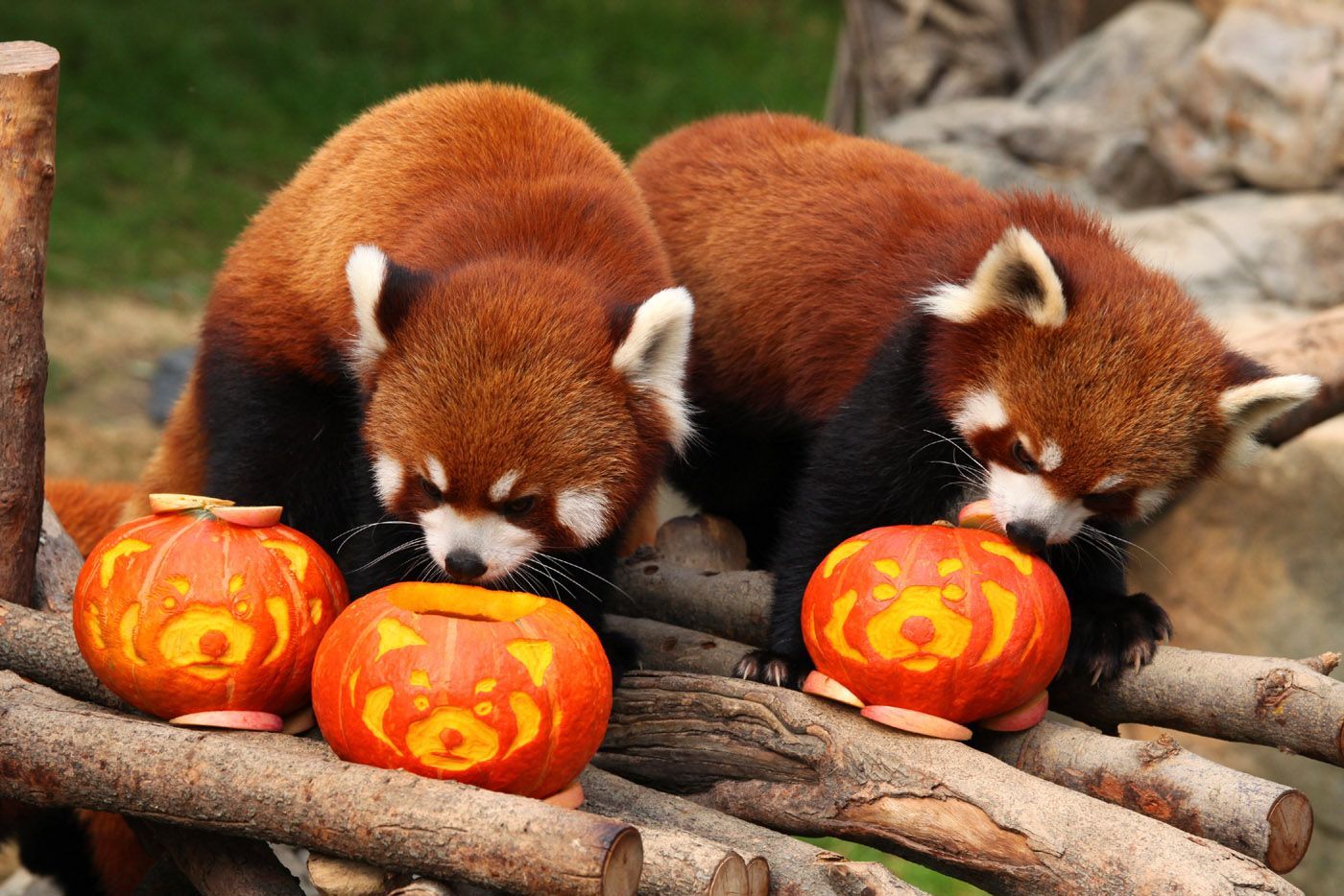 Red Pandas Celebrate .Halloween!. Red panda, Funny bird picture, Panda wallpaper