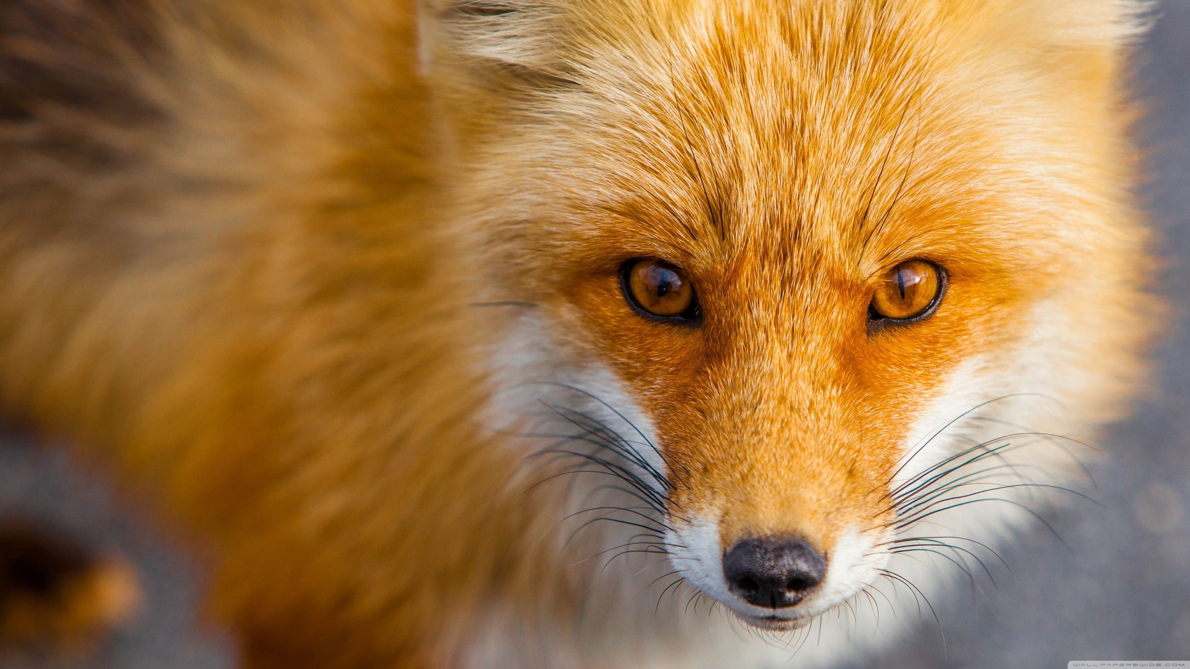 Red Fox Wallpaper Free Red Fox Background