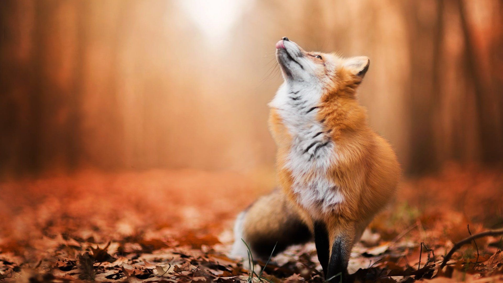 Red Fox Wallpaper and Background HD Wallpaper of Red Fox