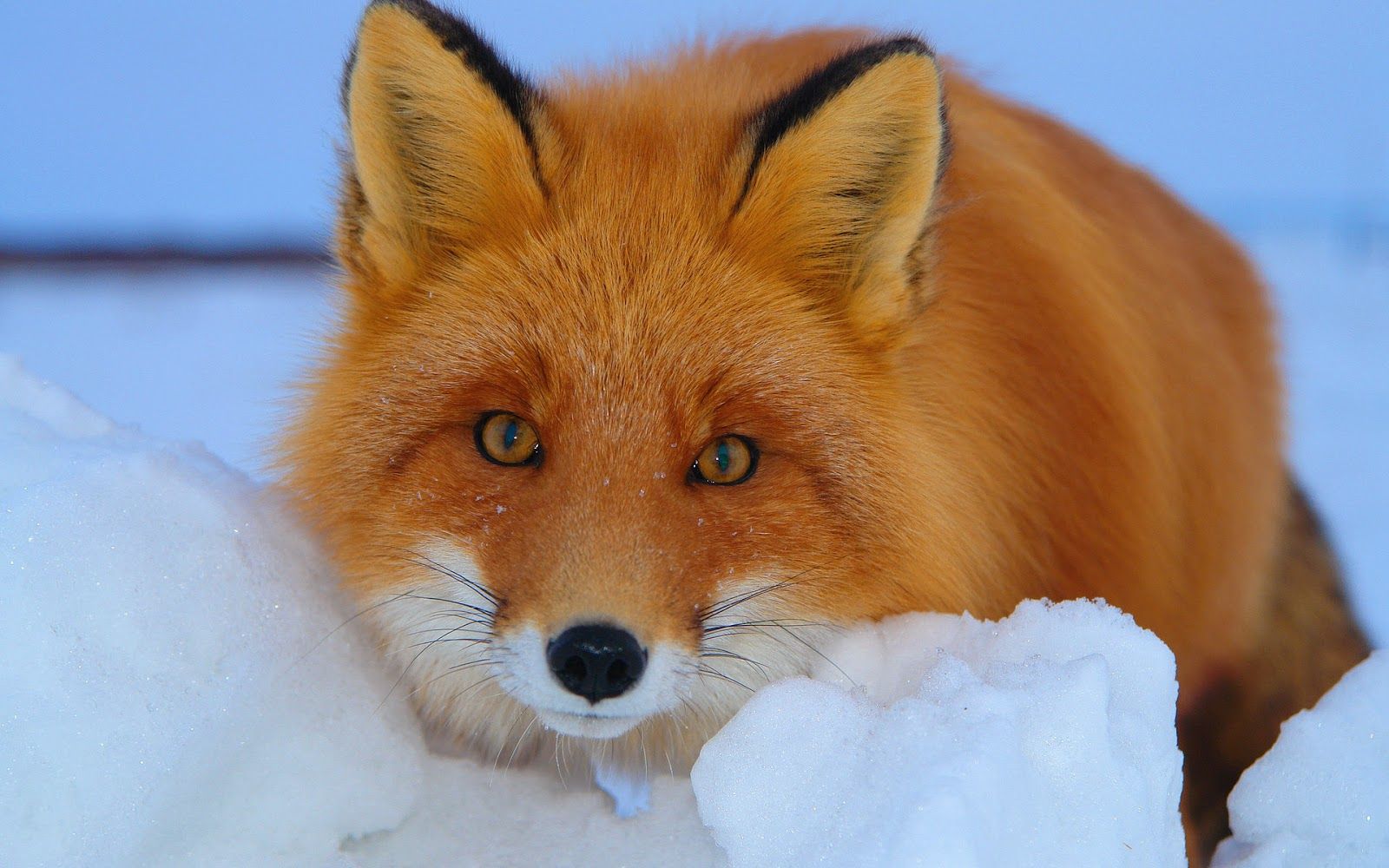 Red fox in the snow wallpaper. HD Animals Wallpaper