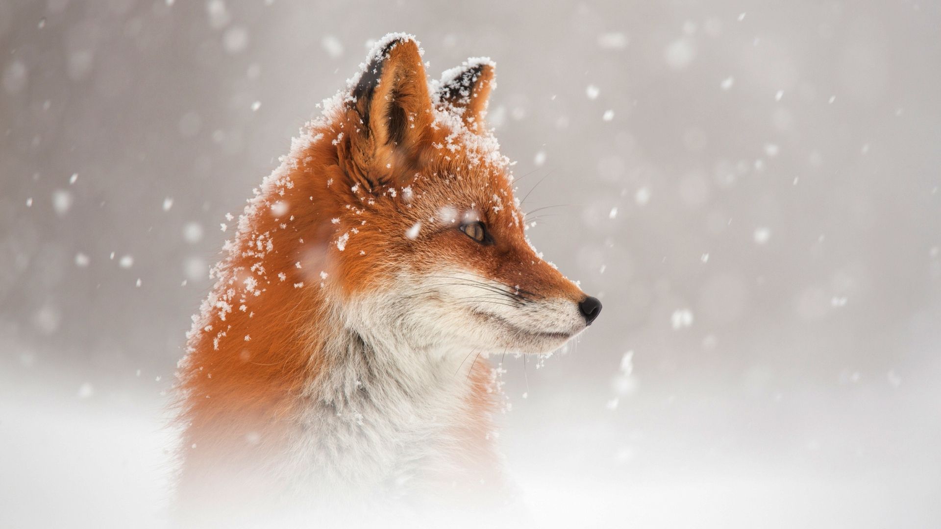 Red fox in the snow in winter Desktop wallpaper 1920x1080