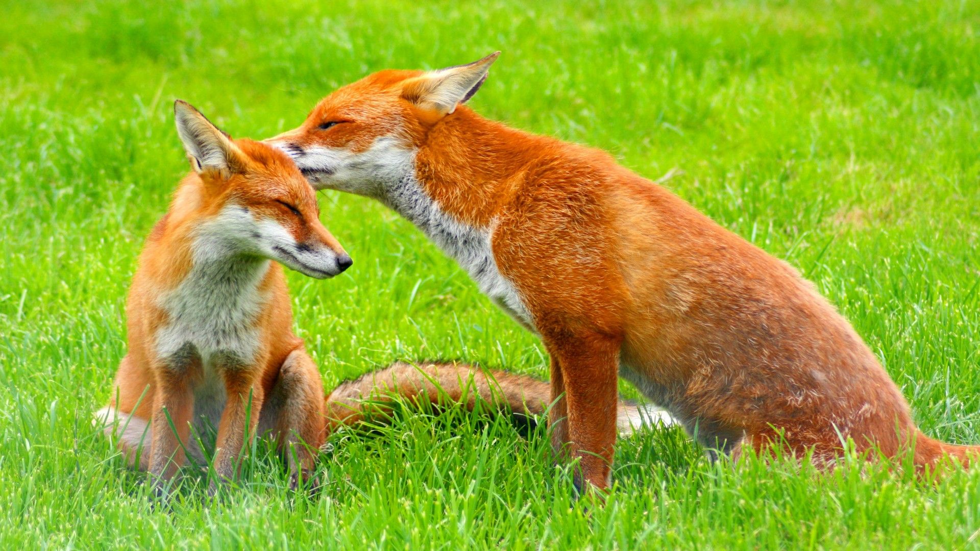 Red Foxes HD Wallpaper