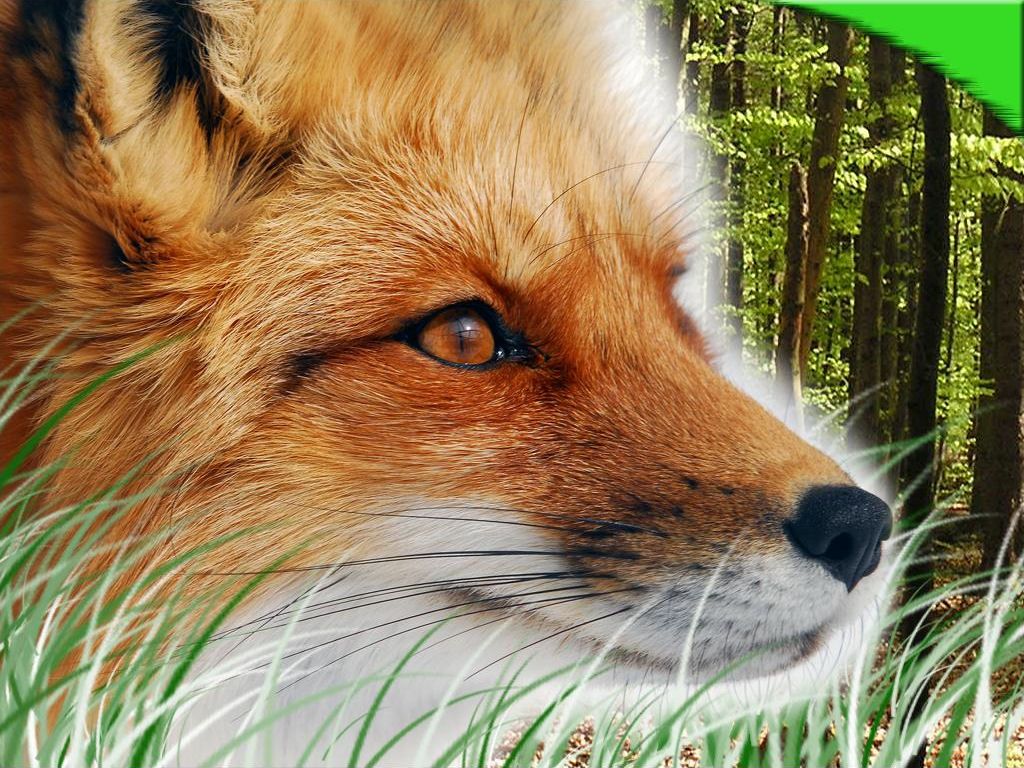 Free Cool Wallpaper: red fox wallpaper