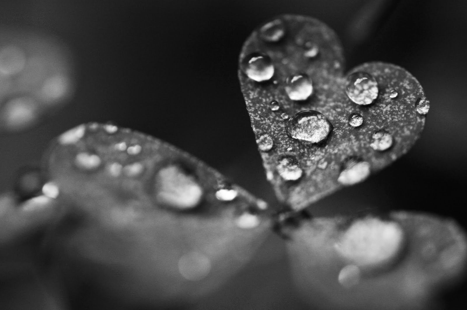 Rain Love Wallpaper