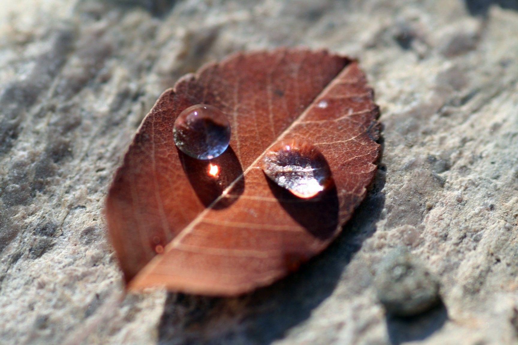 Tree, Campaign, Wet, automne, HD Nature Wallpaper, Nature, Love Smell, Display, Leaf, Background, Fall, Rain, Wallpaper, Season, Widescreen