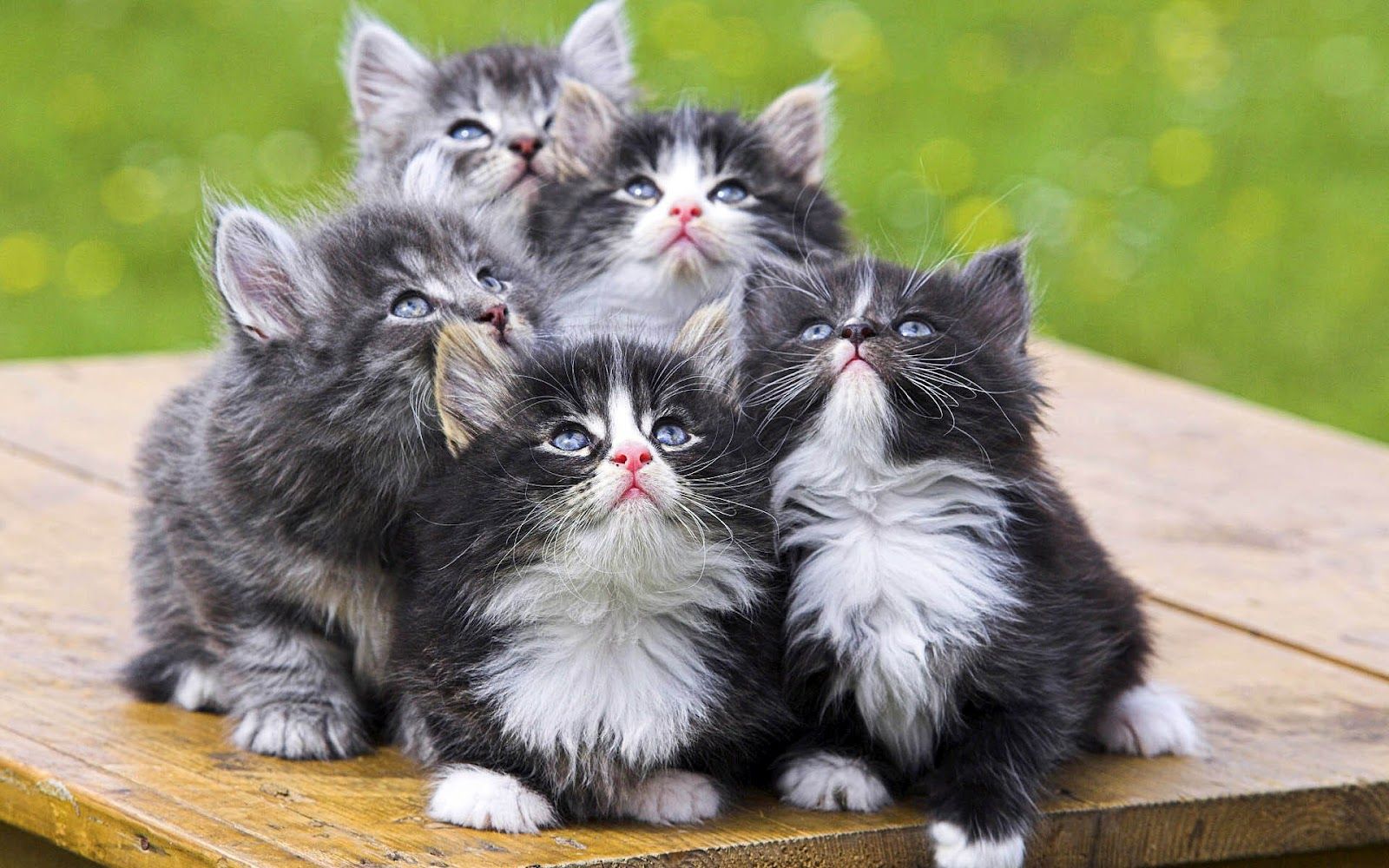 Four cute little cats on a table. HD Animals Wallpaper