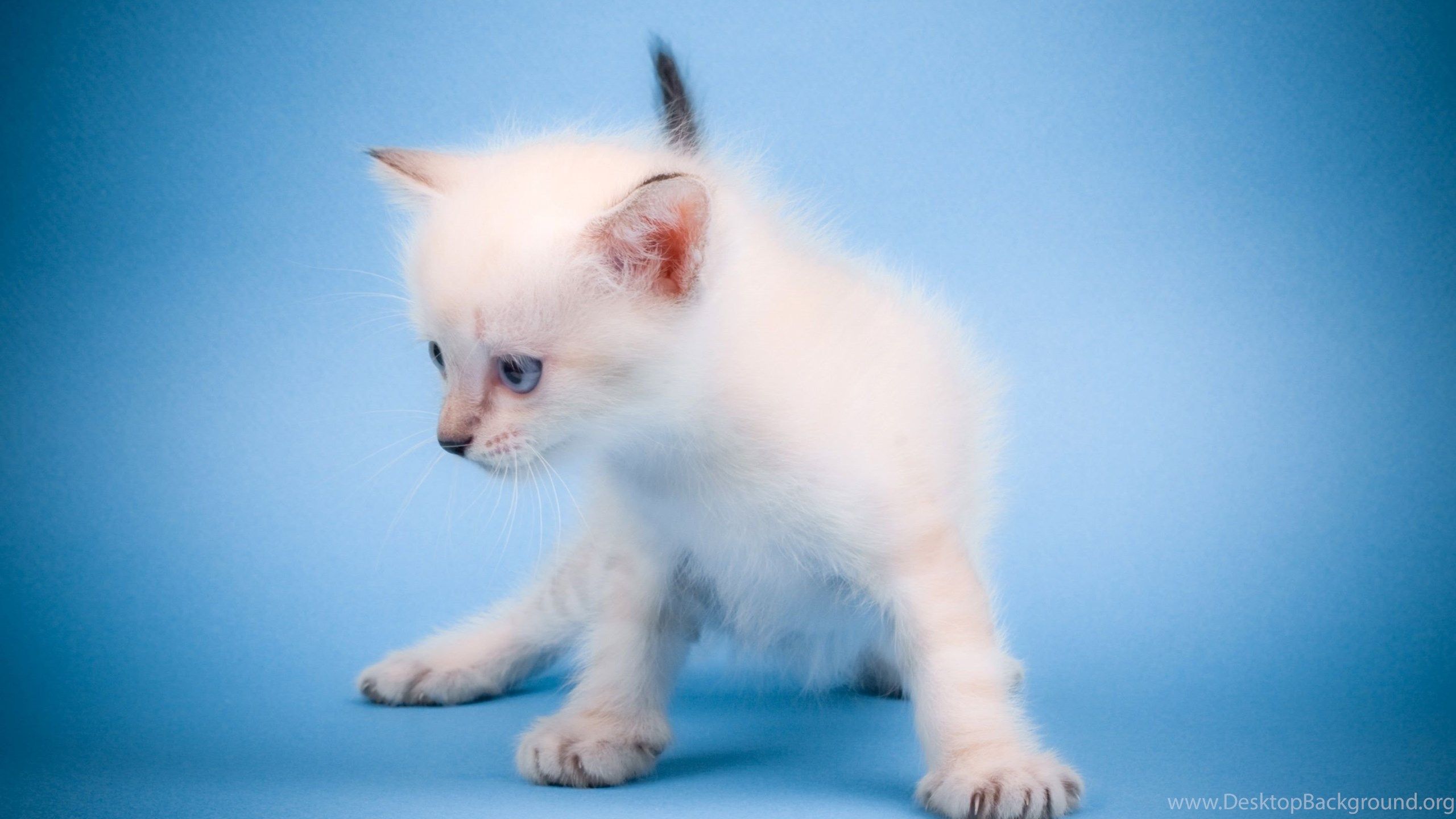 Free Cute Little Animals & Birds Desktop Wallpaper In HD. Desktop Background